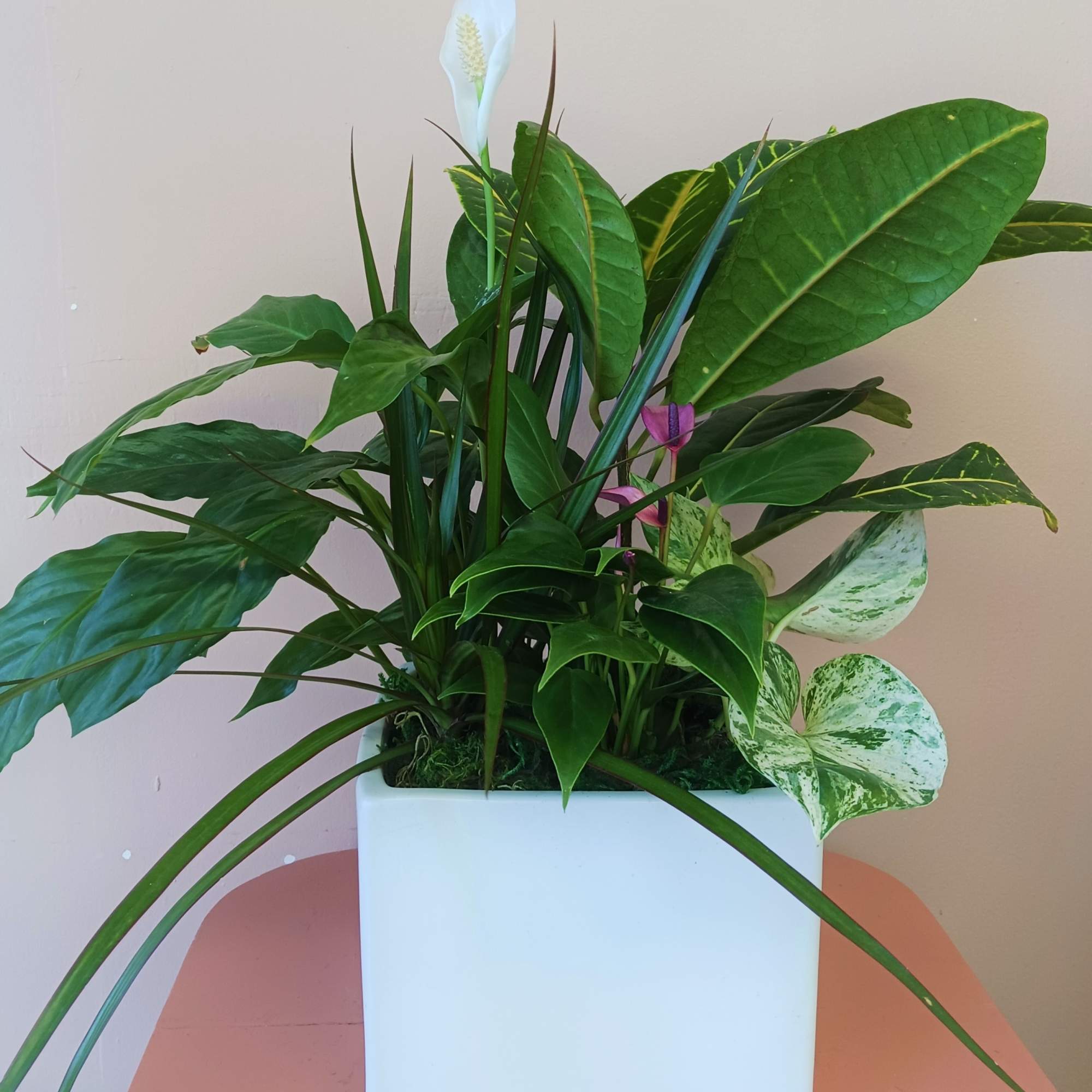 Potted peace lily arrangement with mixed green foliage and white blooms