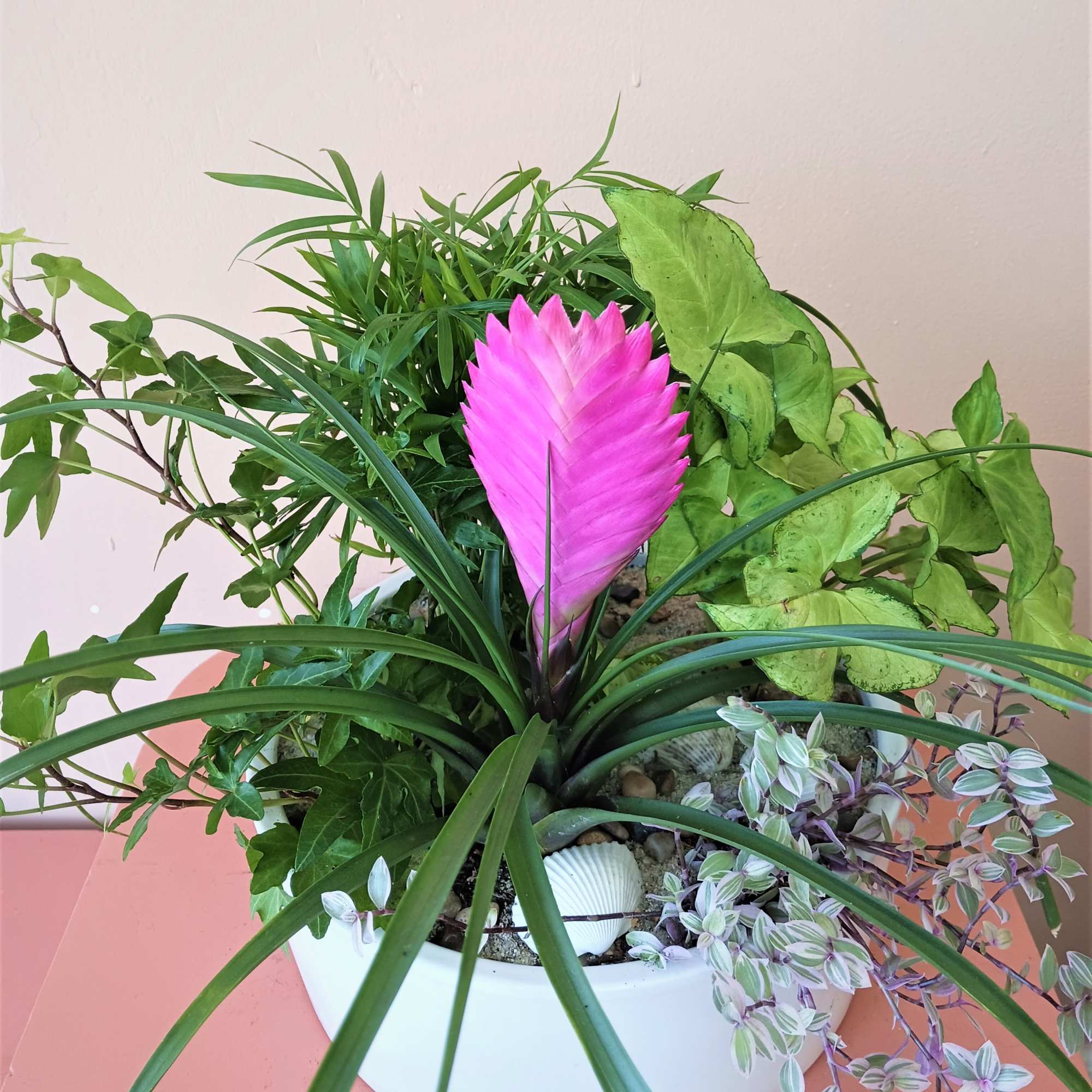 Potted mixed foliage arrangement with a bright pink bromeliad bloom