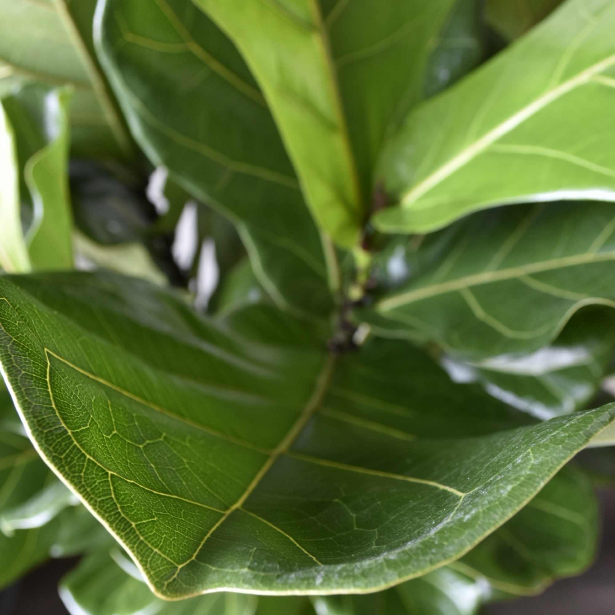 Close-up of broad glossy green leaves of a houseplant.