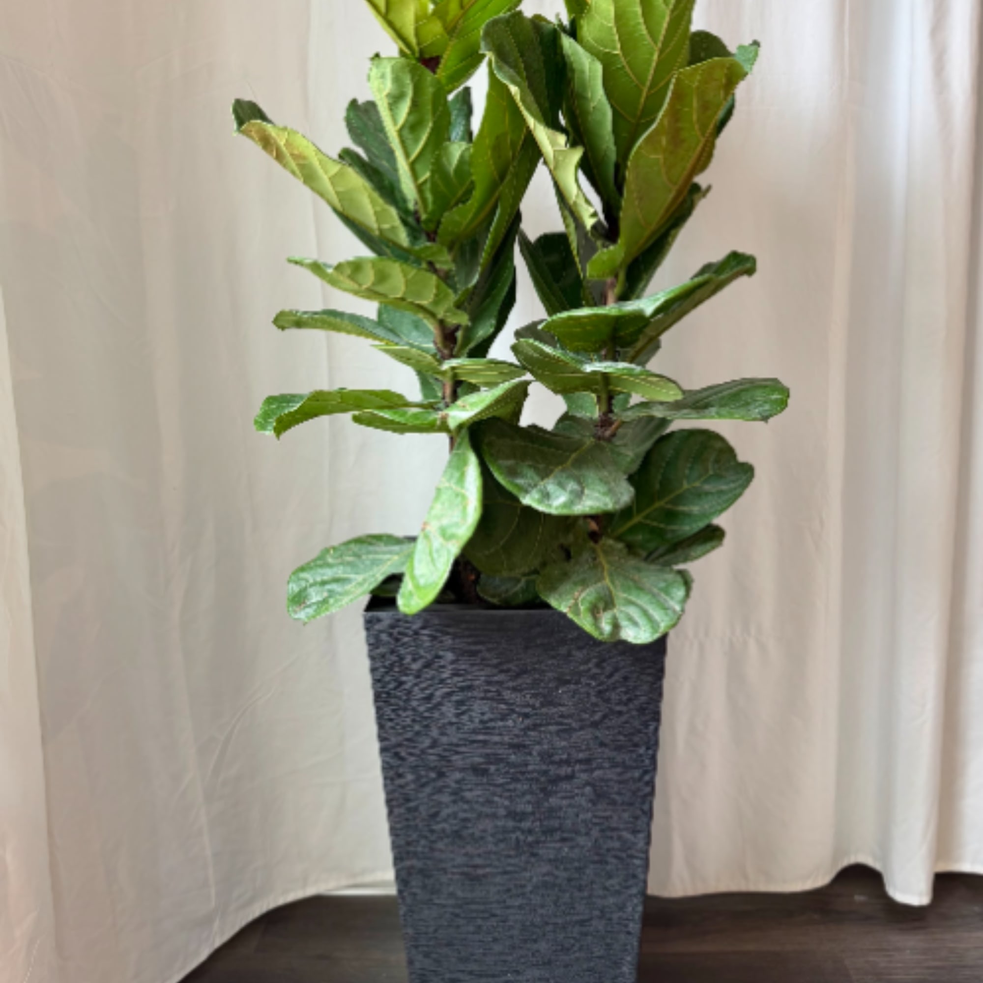 The Fiddle Leaf Fig is a tropical broad leaf tree. It&rsquo;s perfect