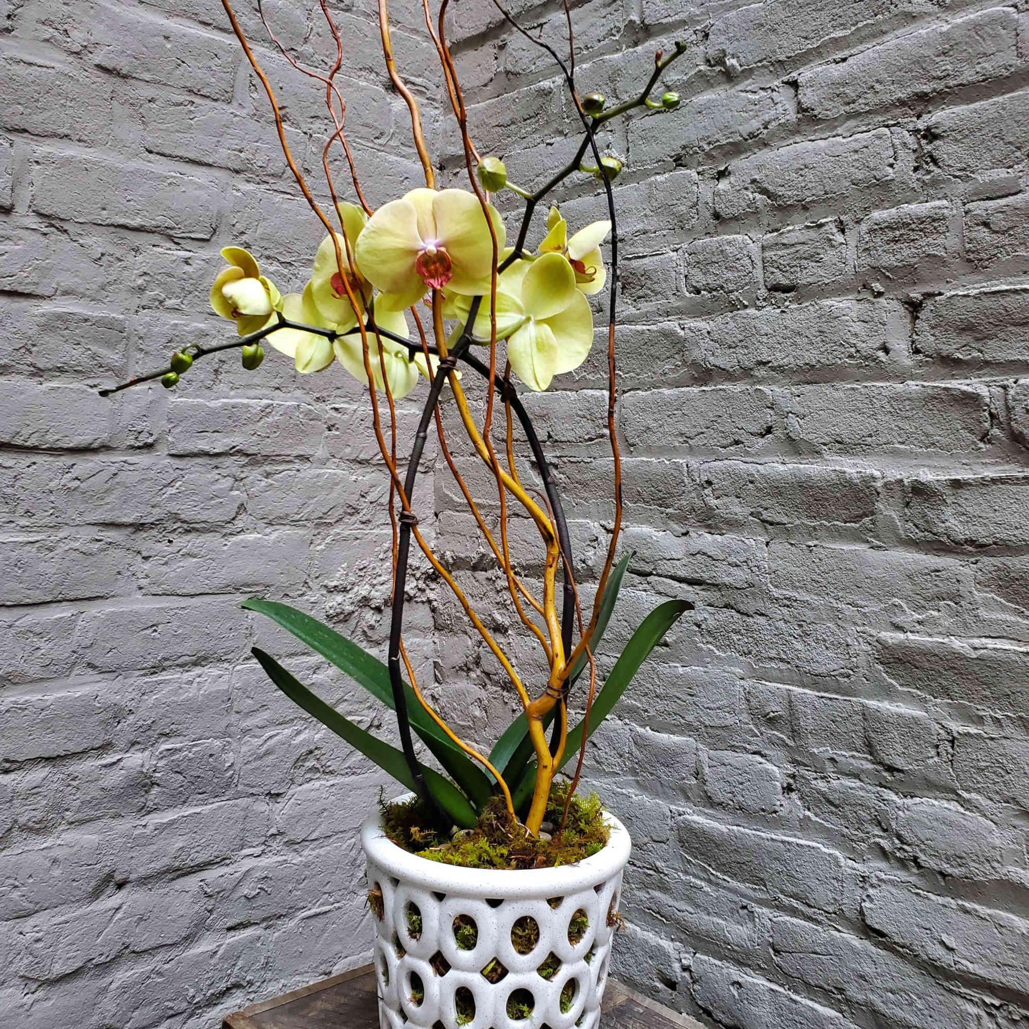 Tall yellow phalaenopsis orchid with curly branches in a white cutout pot
