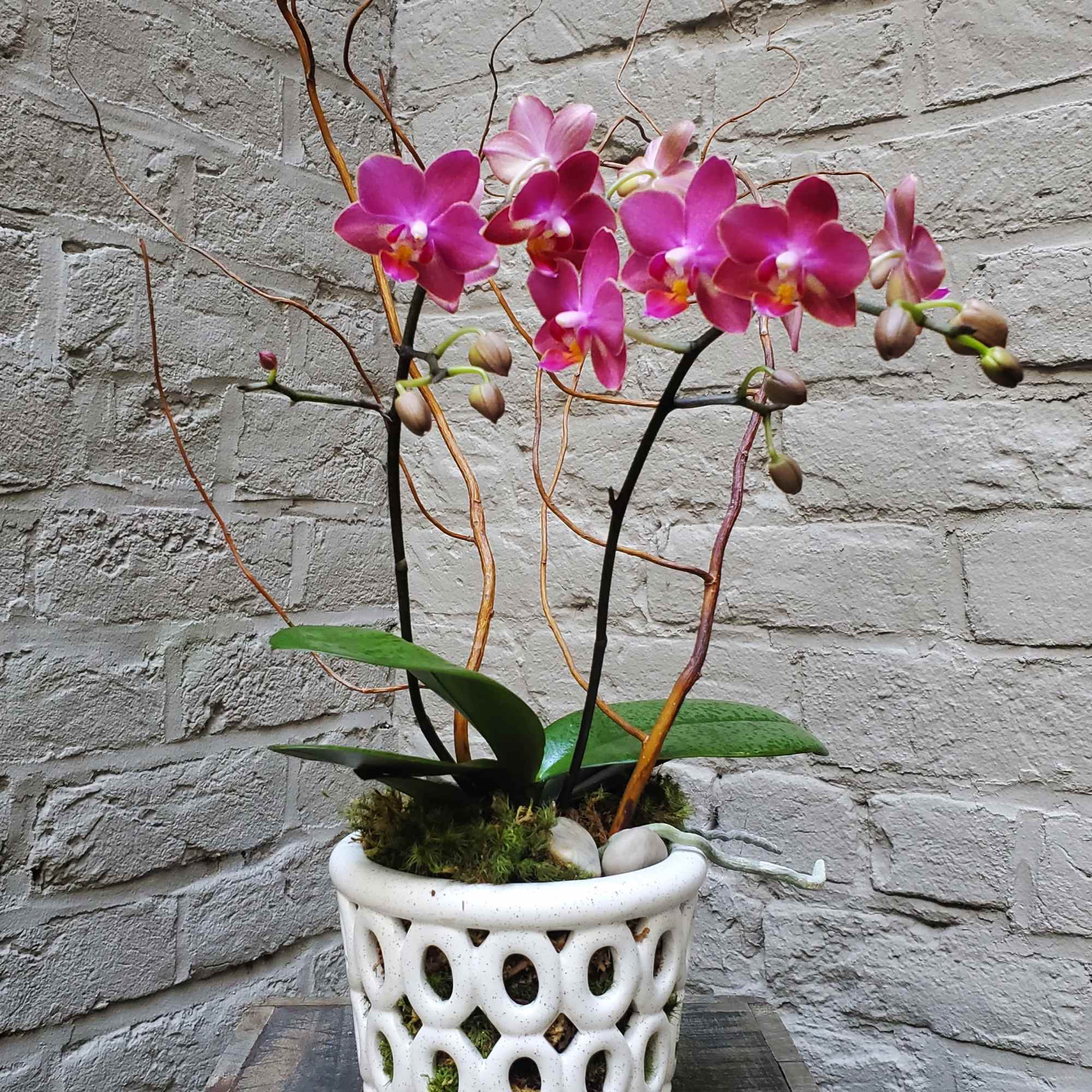 Potted pink phalaenopsis orchid with curly branches in a white cutout ceramic pot