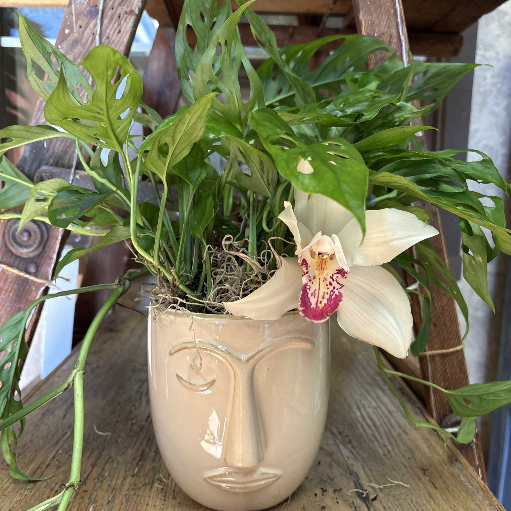 Potted orchid and trailing green plant in a face-shaped ceramic vase