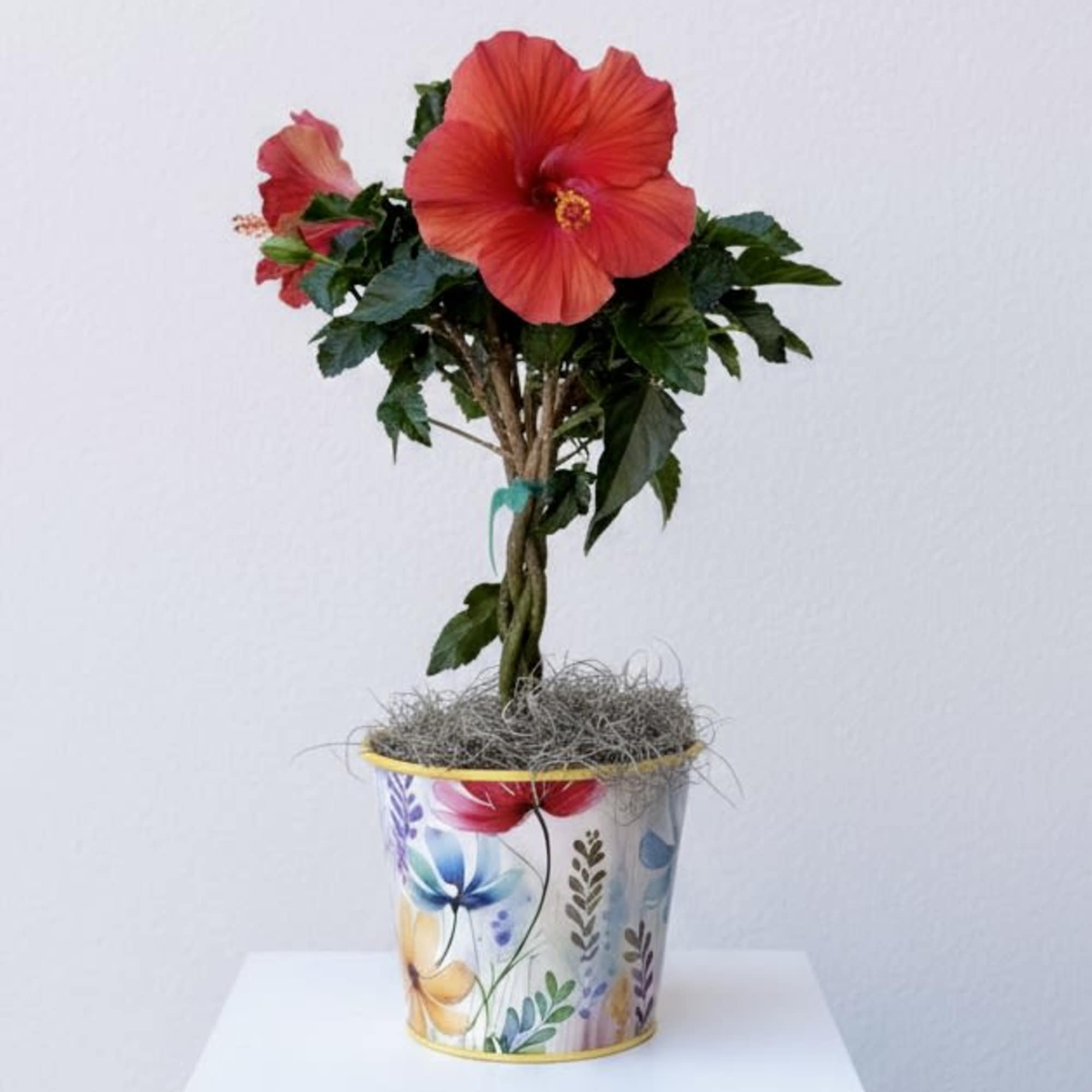 A fun summer blooming plant for your patio or porch, comes in