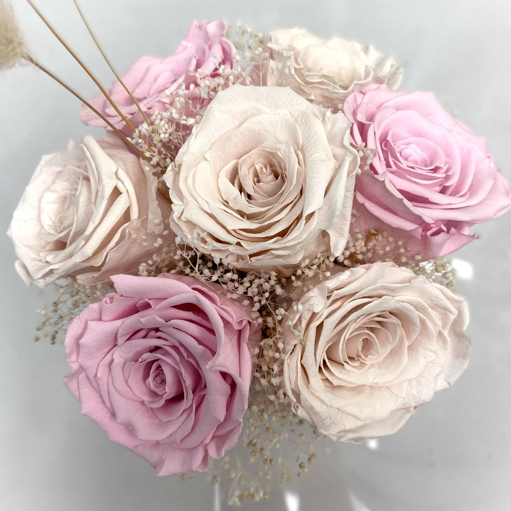 7 Preserved Roses, two different shades of pink, in a dusty pink