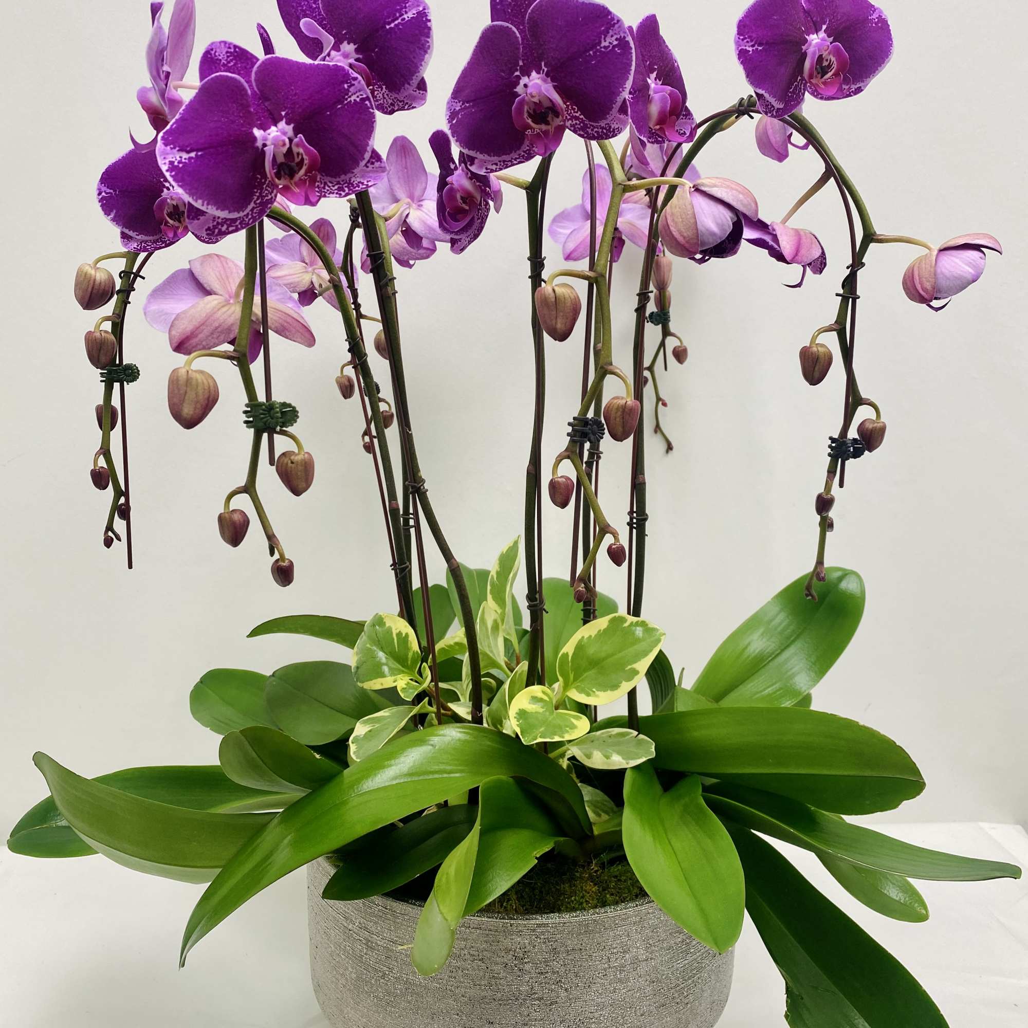 Collection of 6 cascading majestic tall orchids plants  in an elegant