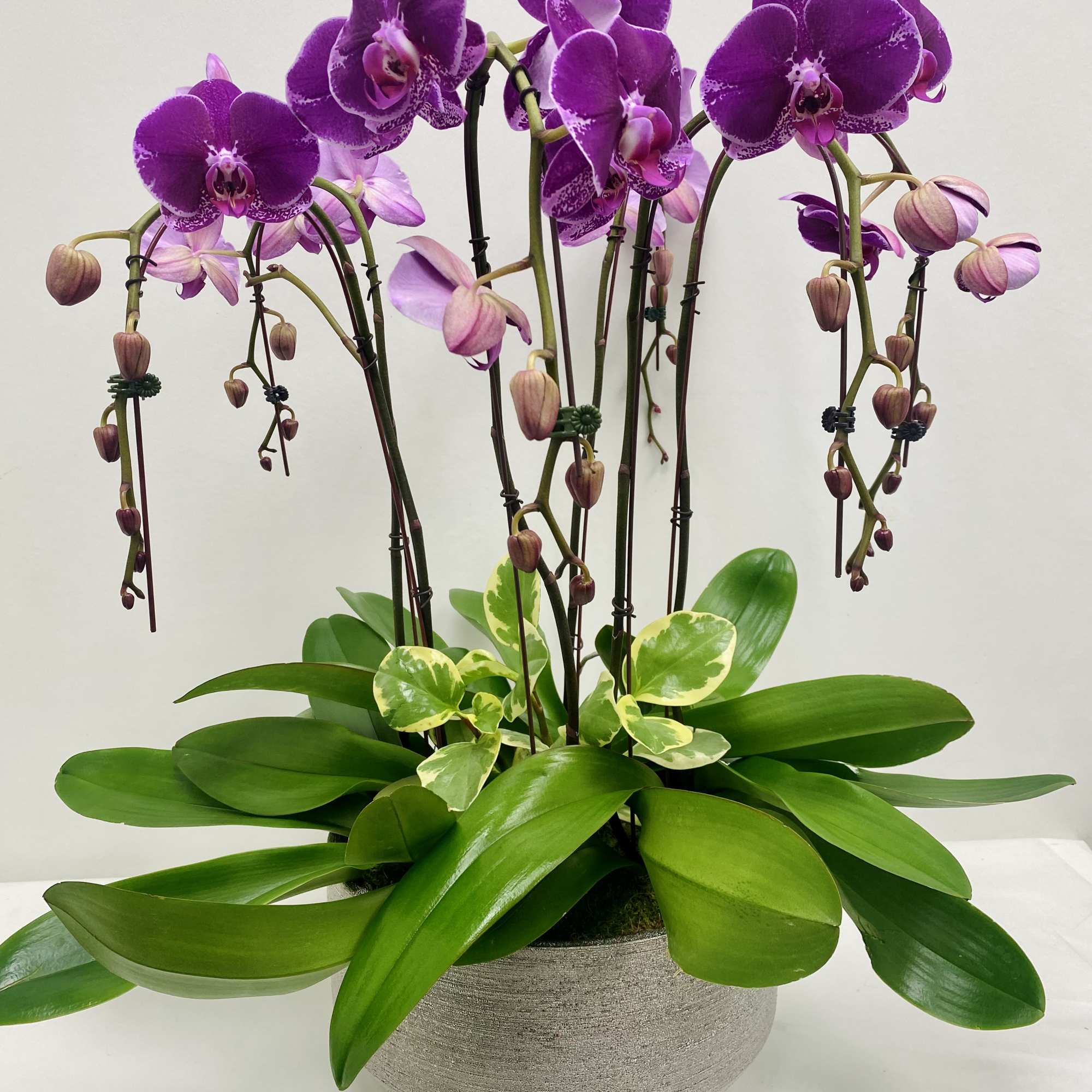 Collection of 6 cascading majestic tall orchids plants  in an elegant