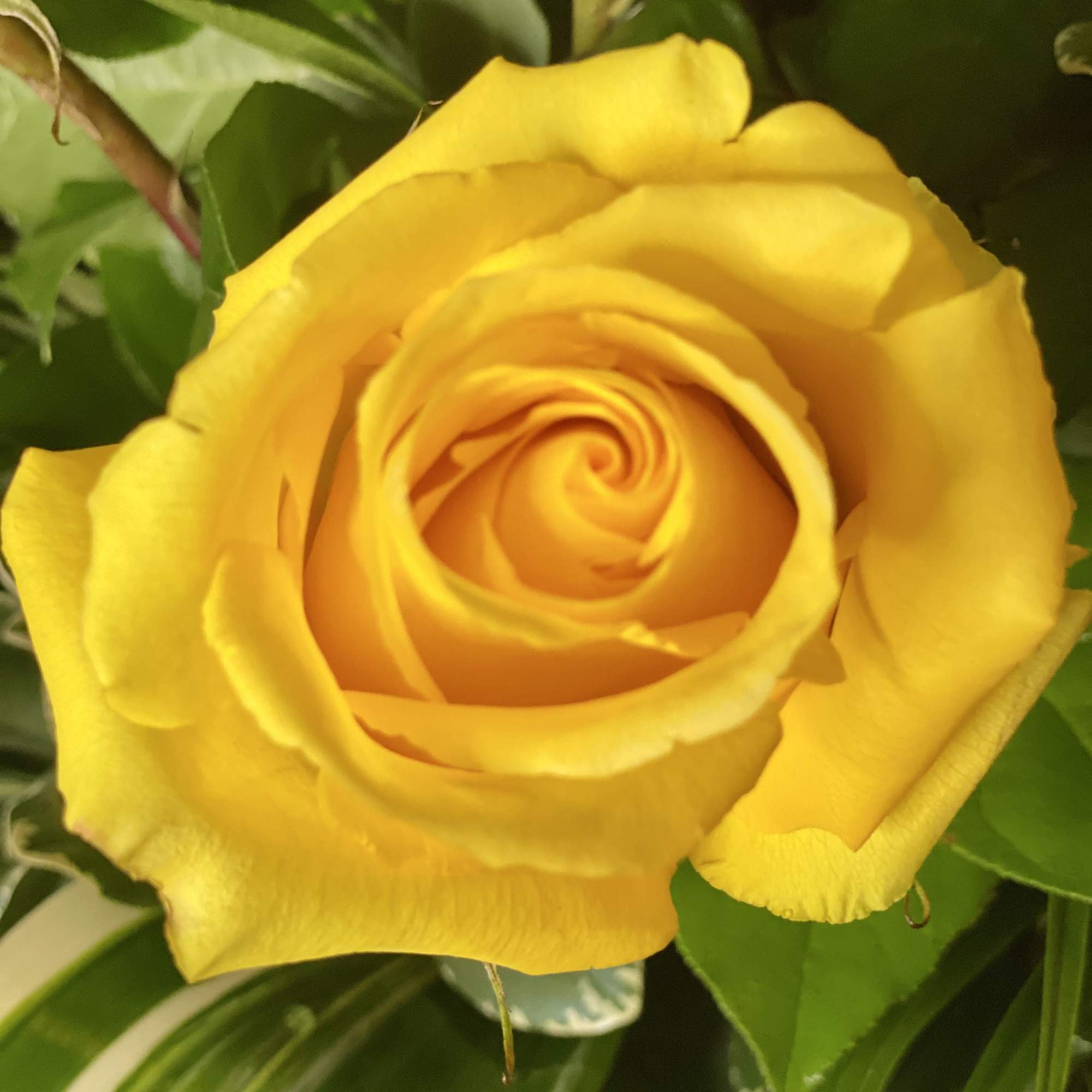Close-up of a yellow rose surrounded by green foliage