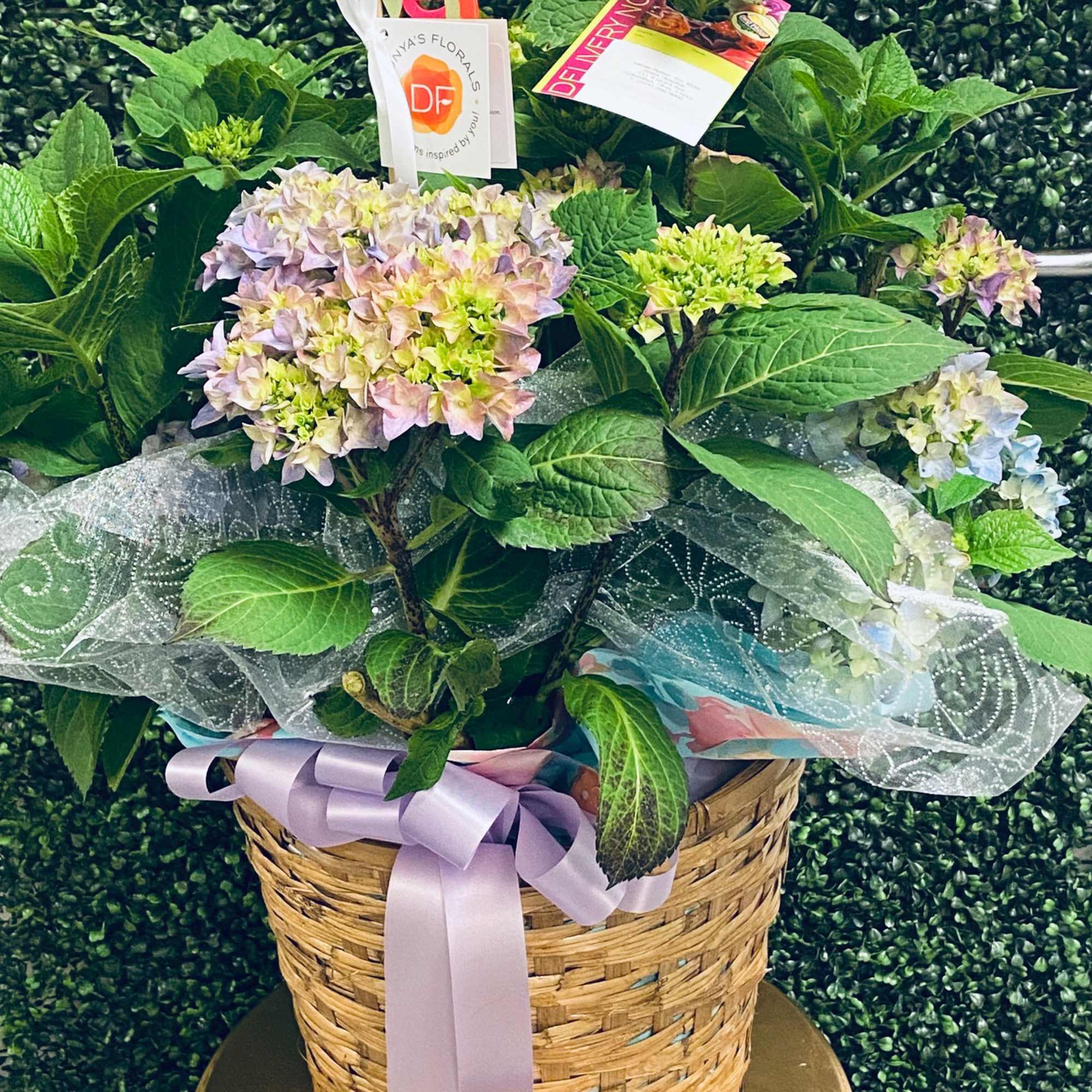 Potted hydrangea plant in a wicker basket with a lavender ribbon