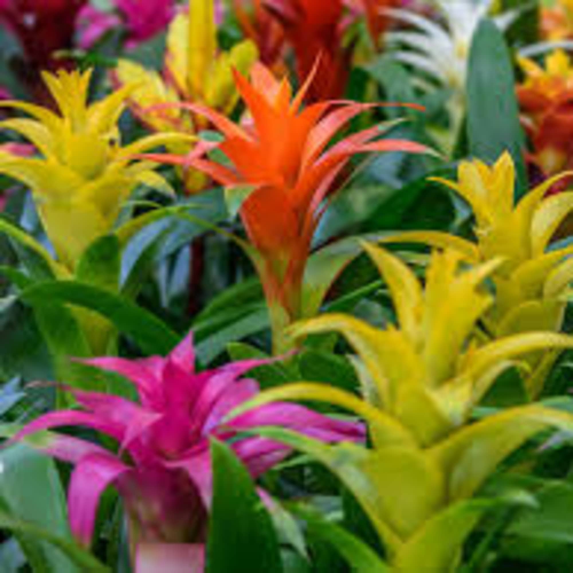Assorted colorful bromeliad plants with yellow, orange, and pink blooms