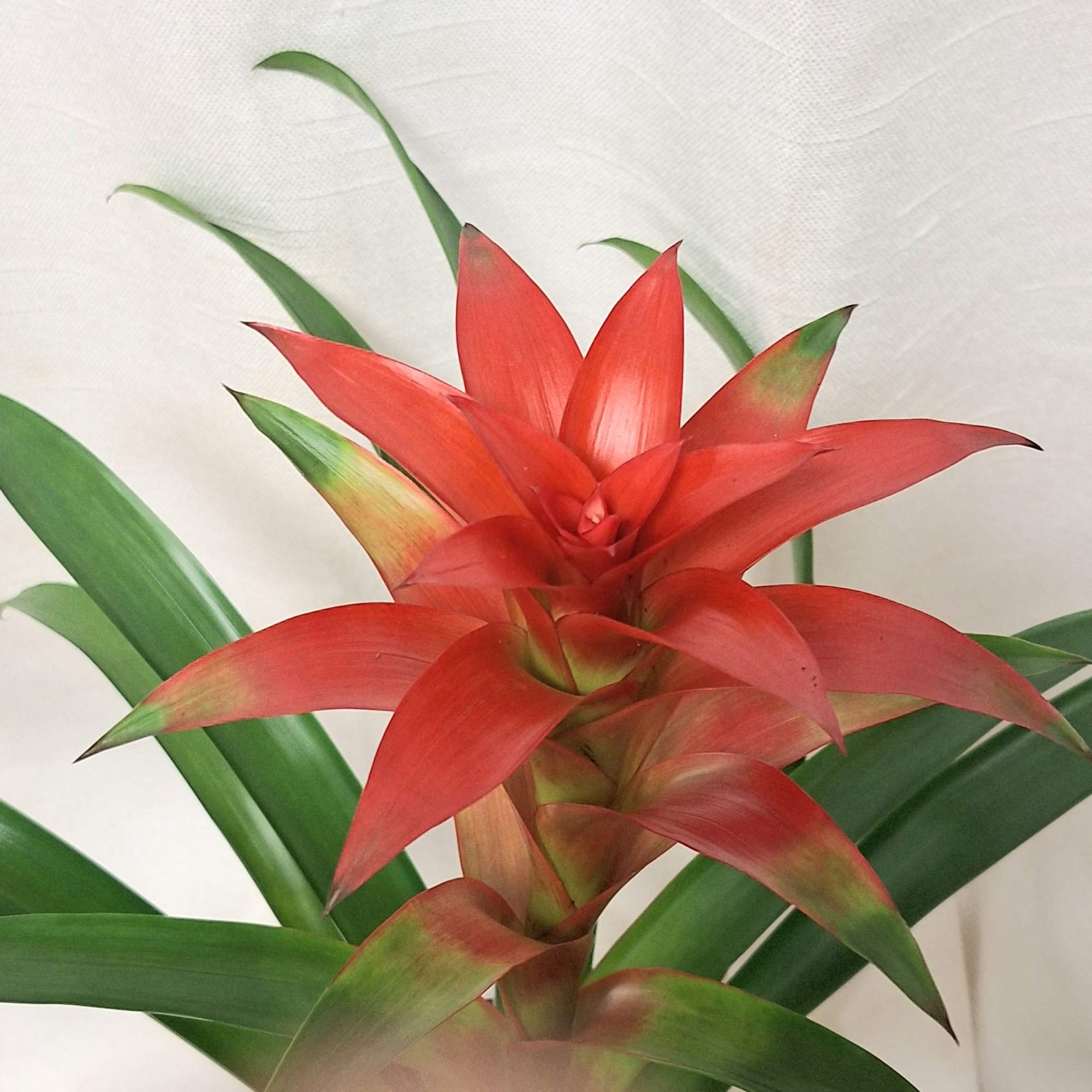 Red tropical bromeliad plant with long green leaves against a light background