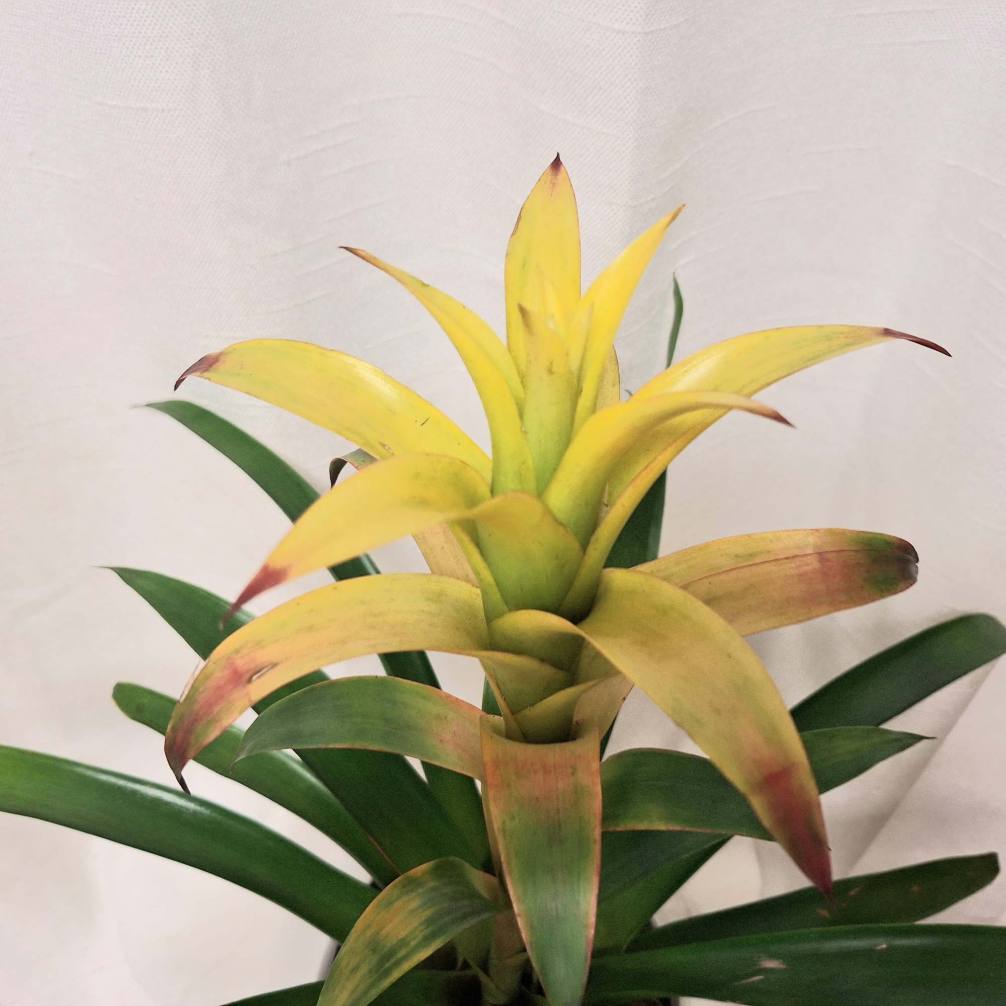 Potted bromeliad plant with yellow and green spiky leaves against a light background