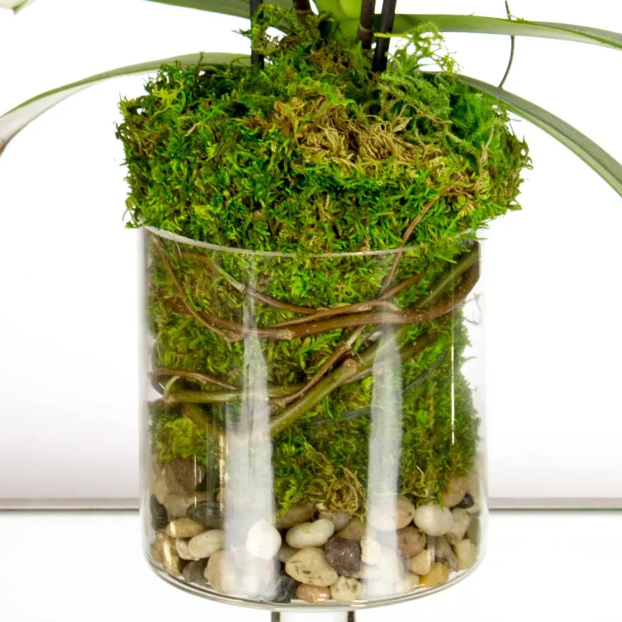 Green moss-covered plant base in a clear glass cylinder with pebbles and twining roots.