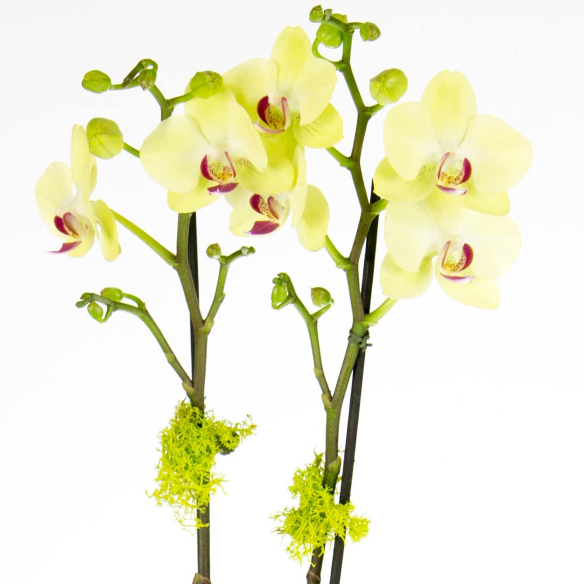 Two stems of pale yellow orchids with red centers against a white background