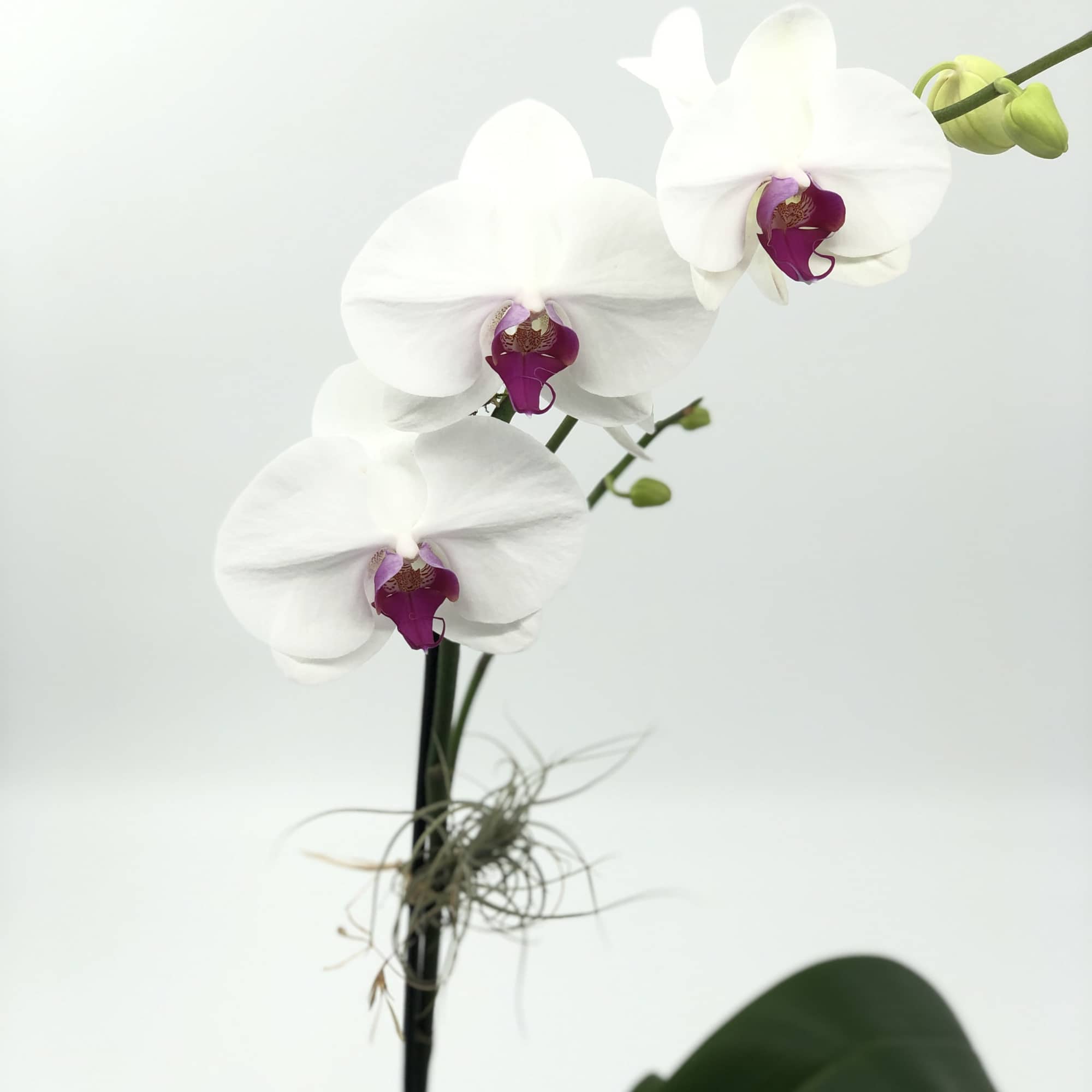 White orchid plant with purple centers and an air plant on a single stem.