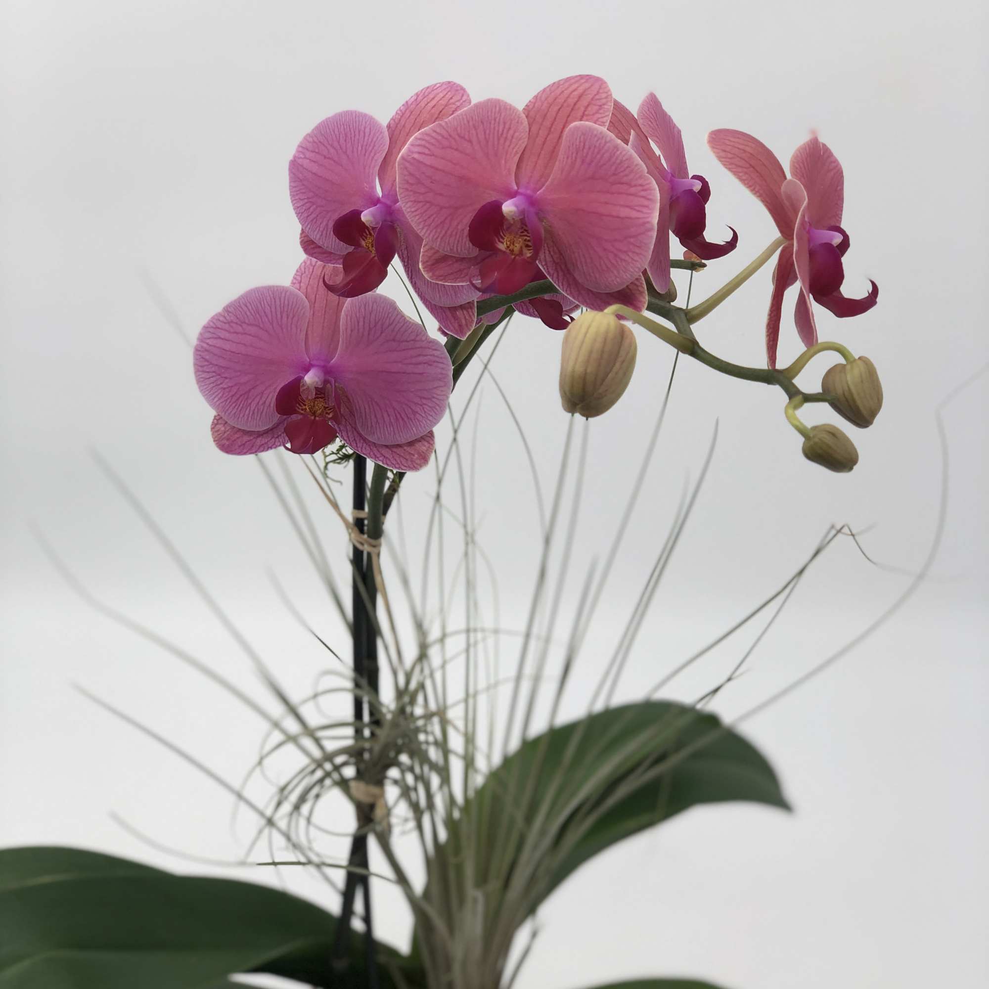 Potted pink phalaenopsis orchid with arching stems and air plant accents.