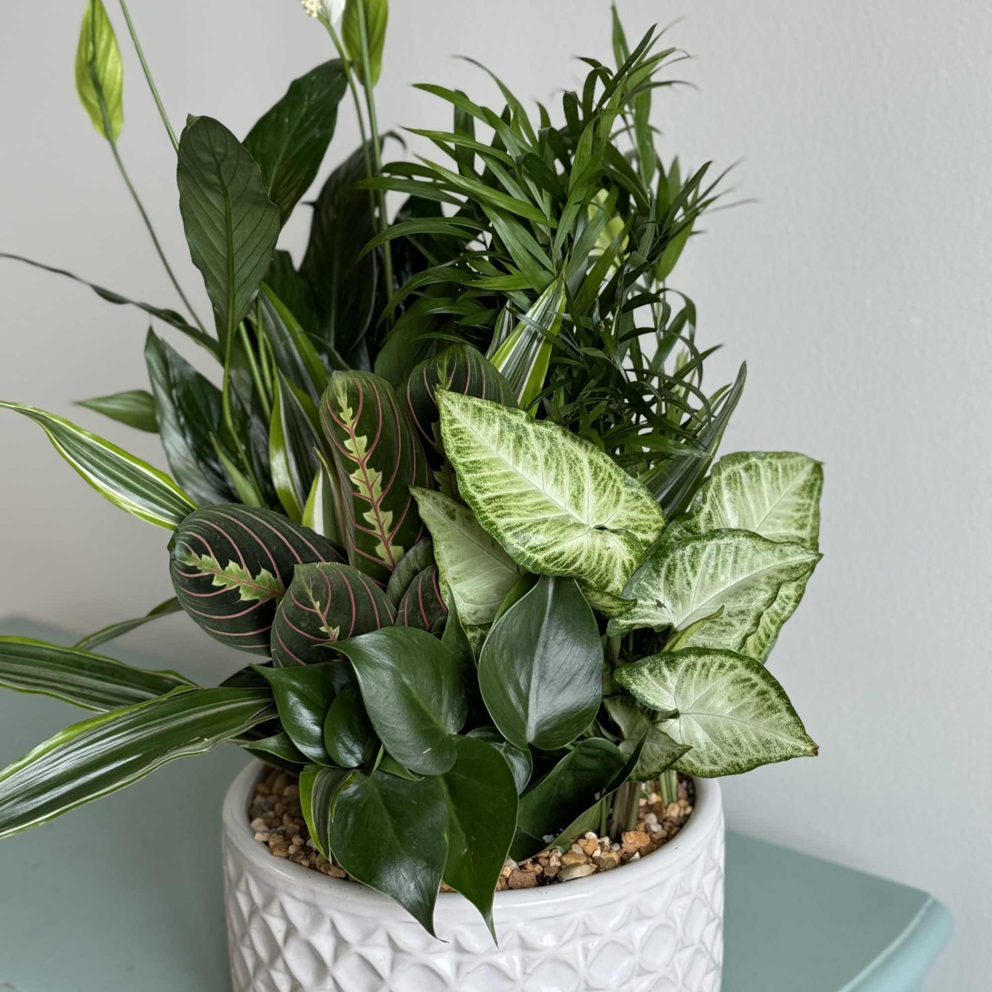 Mixed green houseplants in a white textured pot