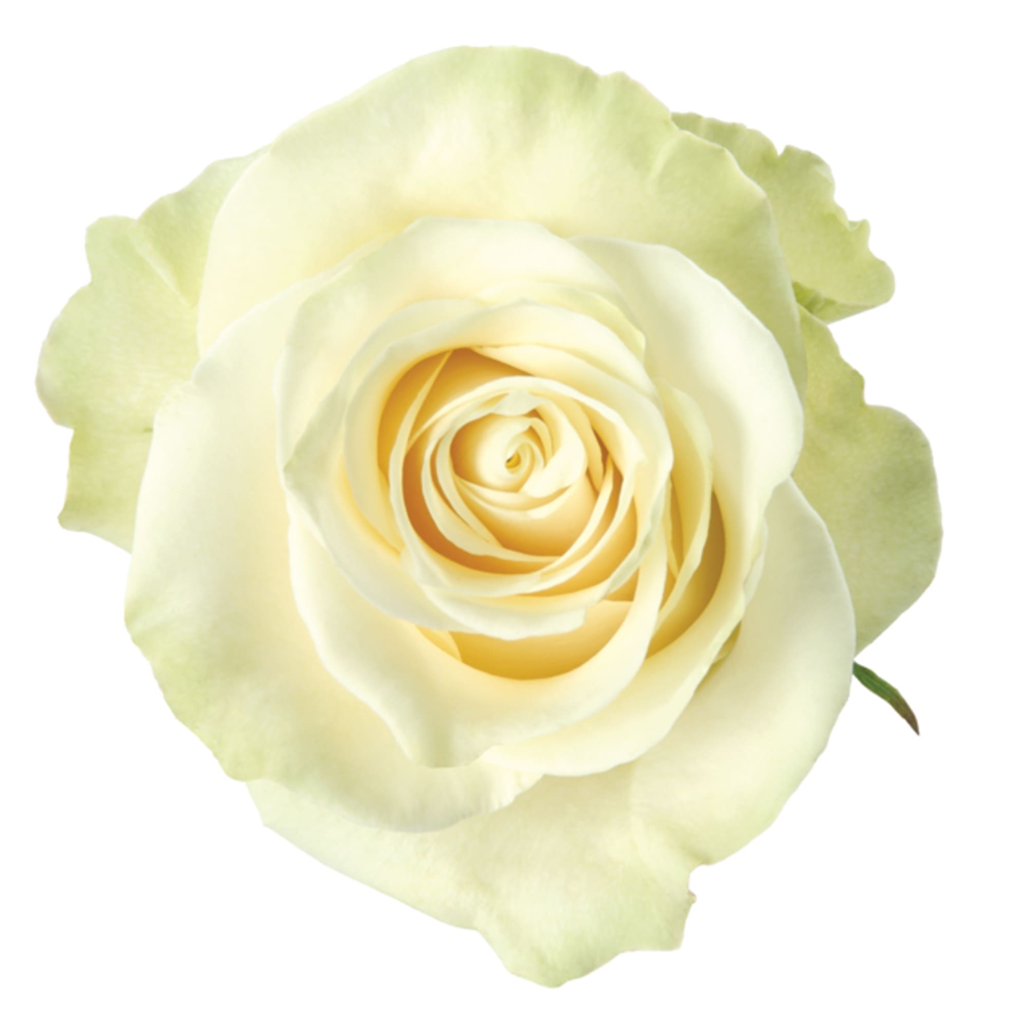 Single pale yellow rose bloom on a white background