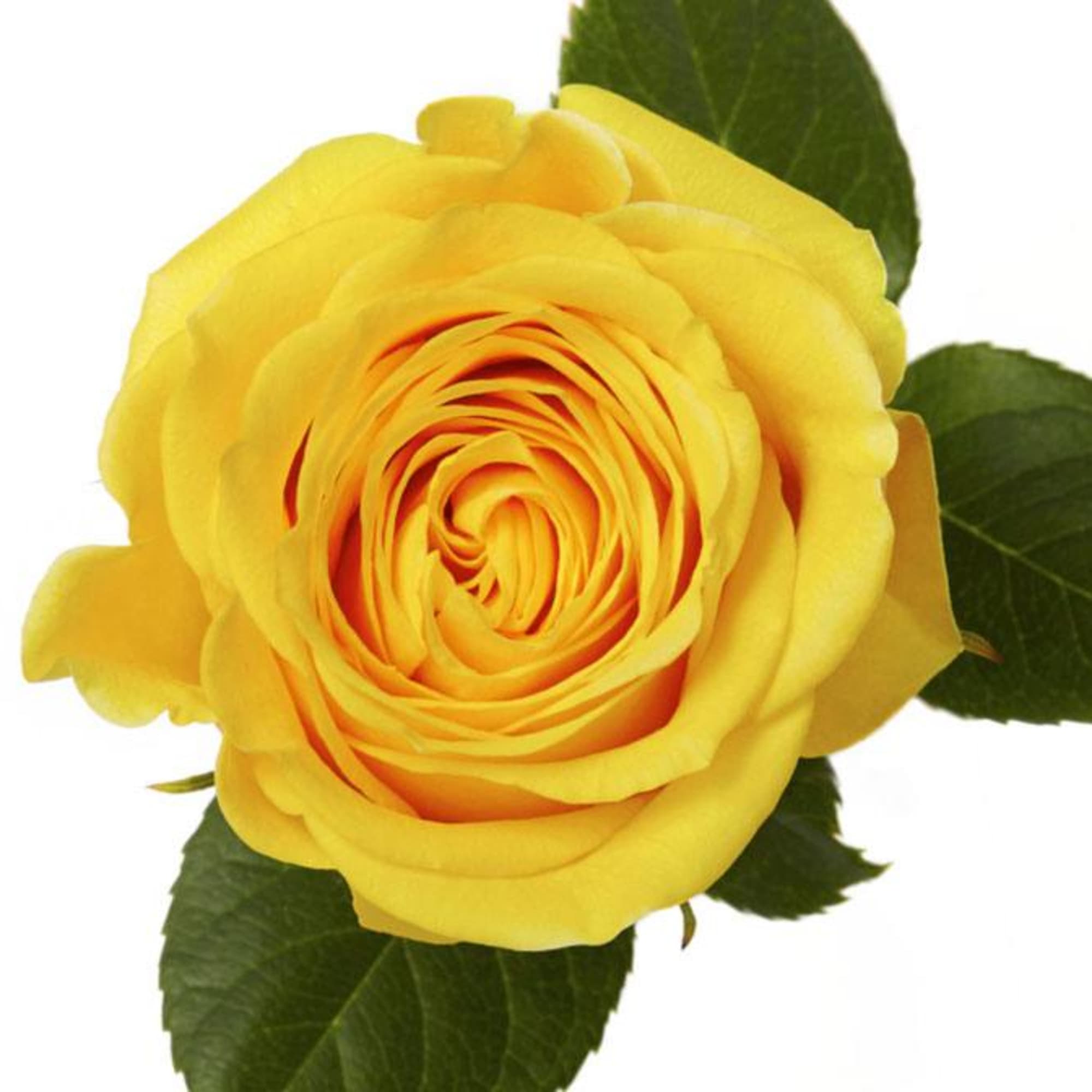 Single yellow rose with green leaves on a white background