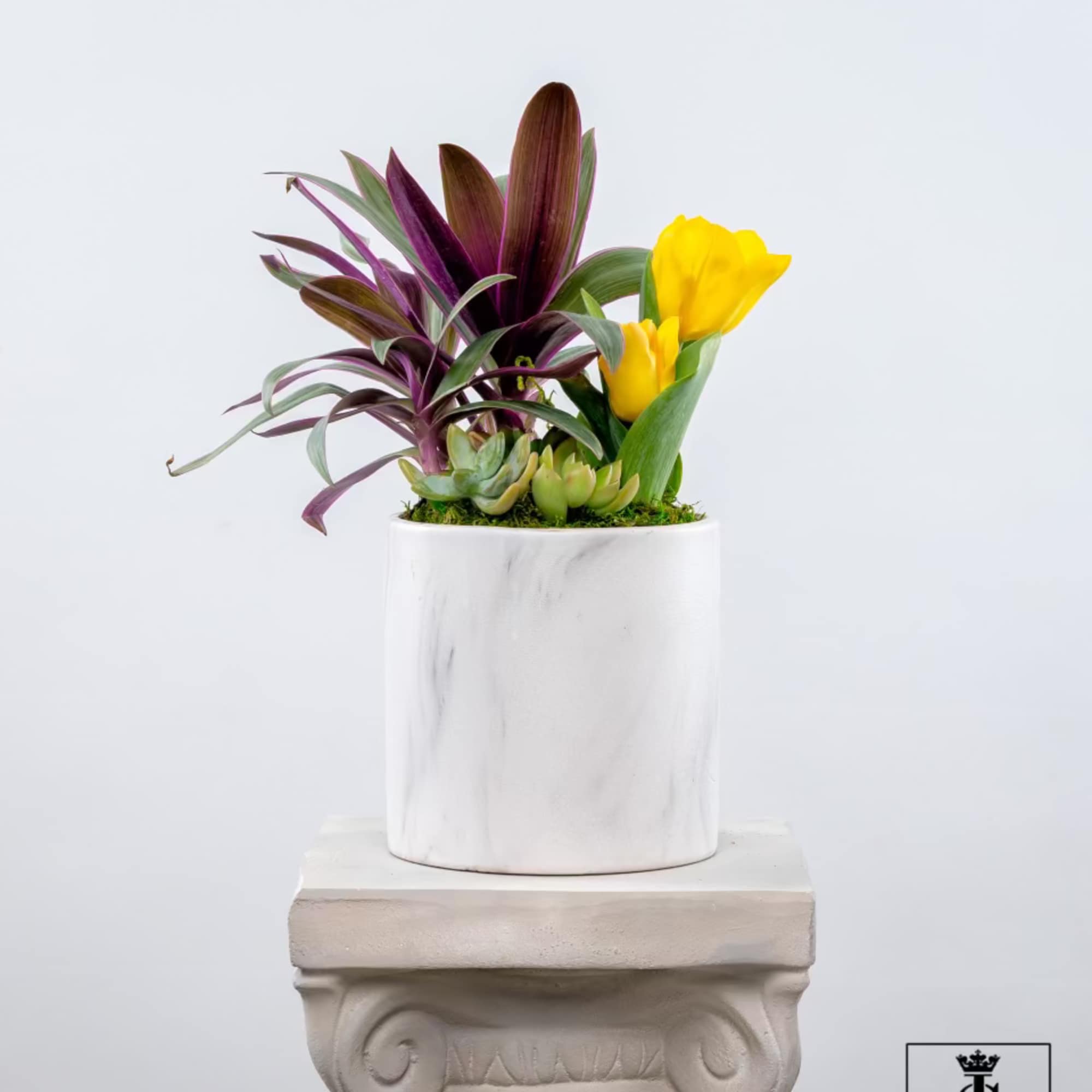 Yellow tulips and purple foliage in a white pot