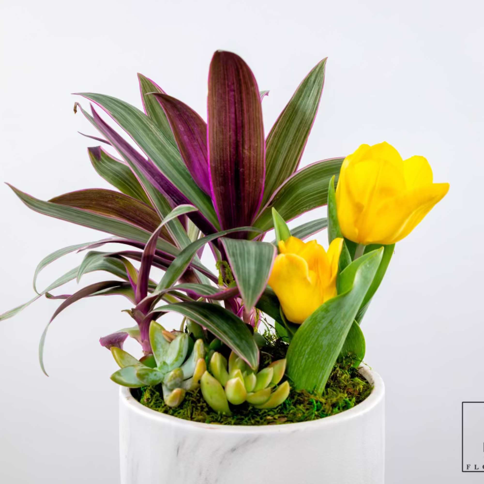 Potted arrangement with yellow tulips, purple foliage, and small succulents
