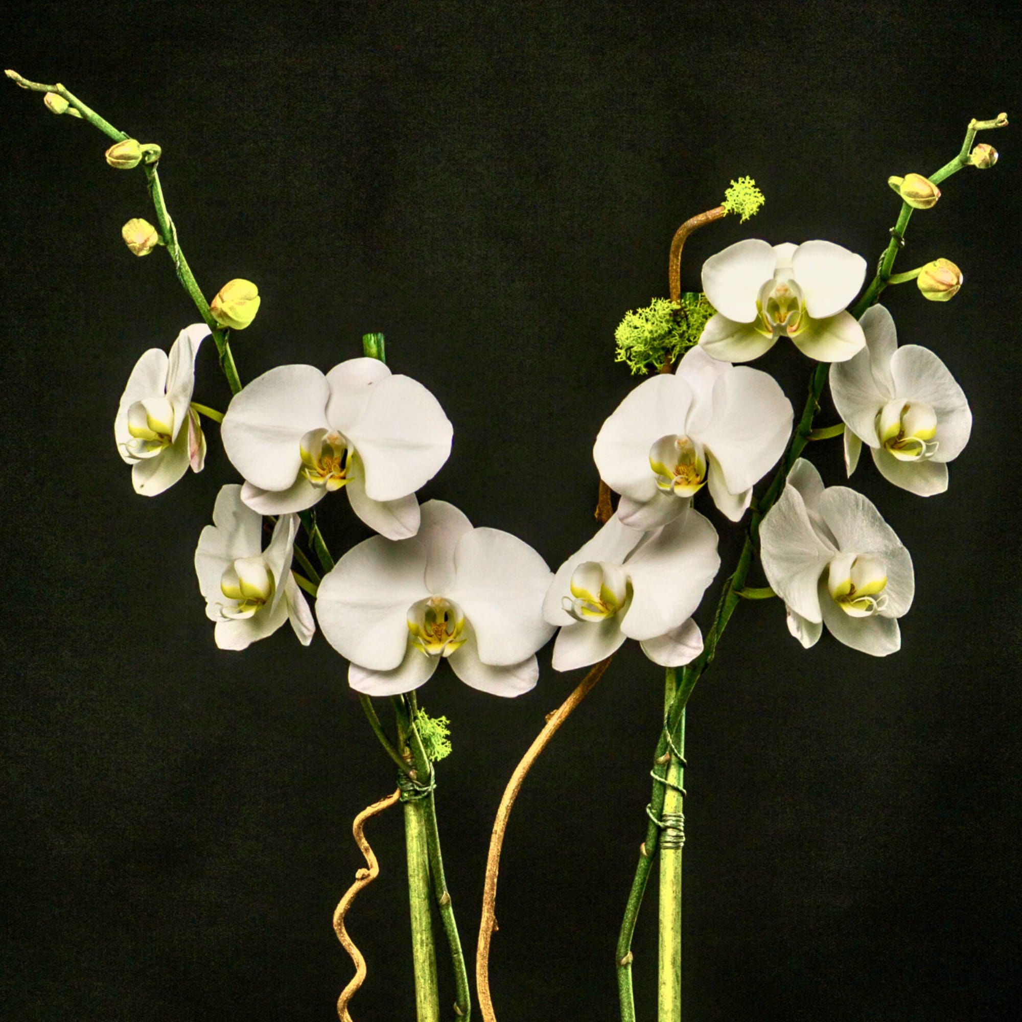 White orchid stems with several blooms against a dark background