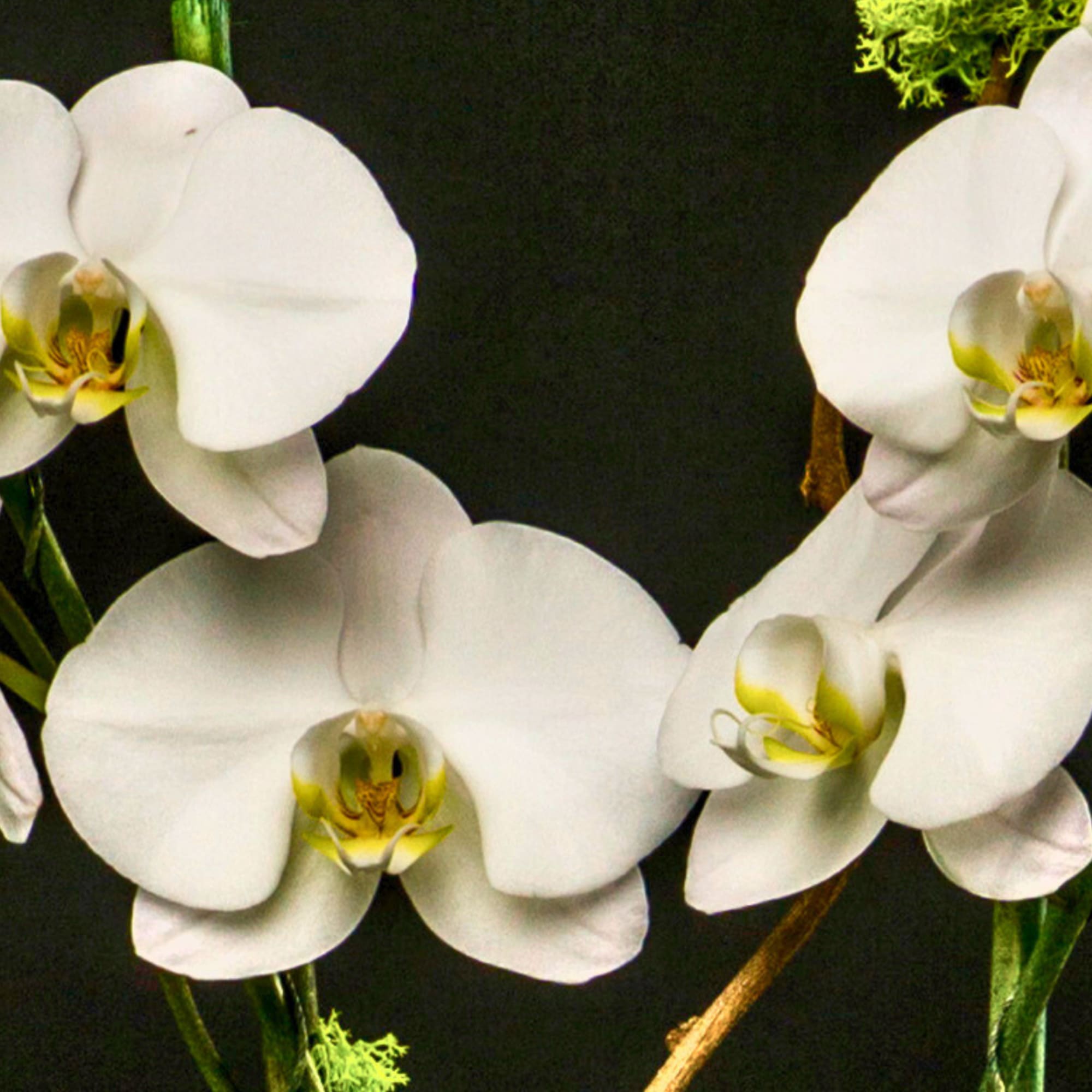 White orchid blooms against a dark background