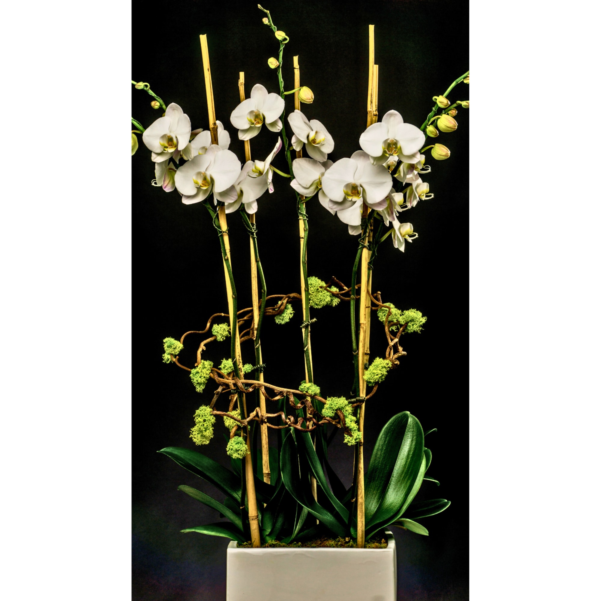 White orchids arranged in a rectangular planter with bamboo stakes