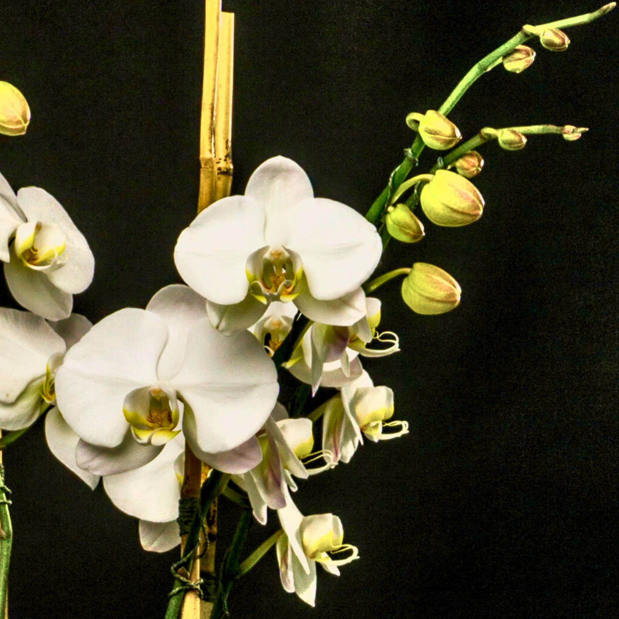 White orchid blooms with buds on a bamboo stake against a black background