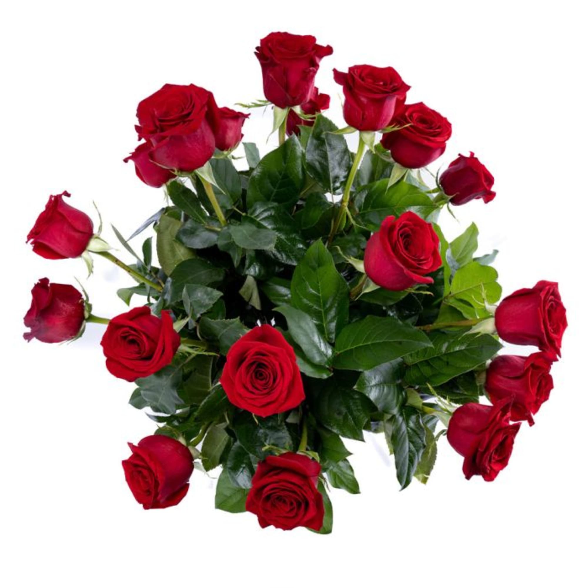 Bouquet of long-stemmed red roses with glossy foliage against a white background