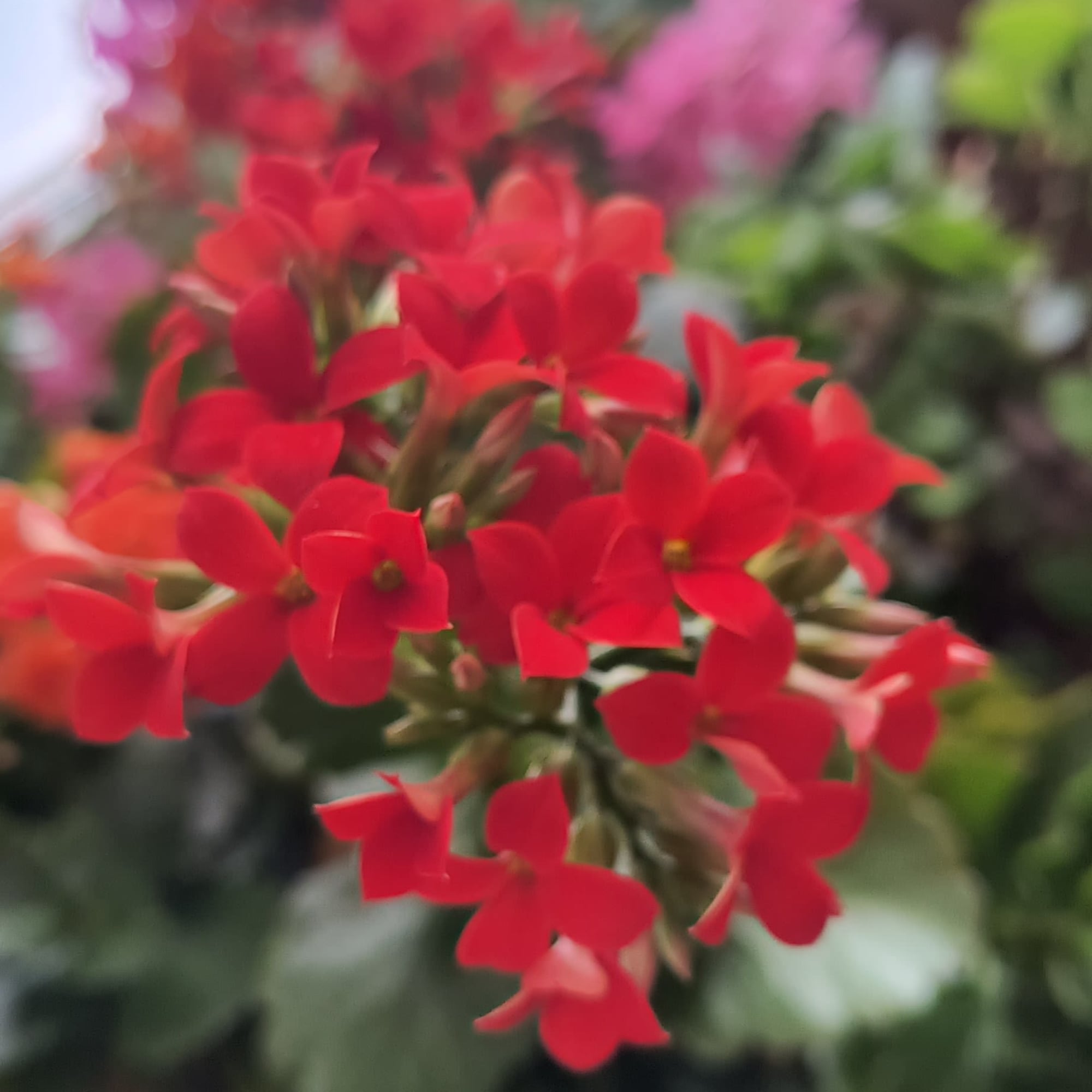 Cluster of small red flowers in a close-up view