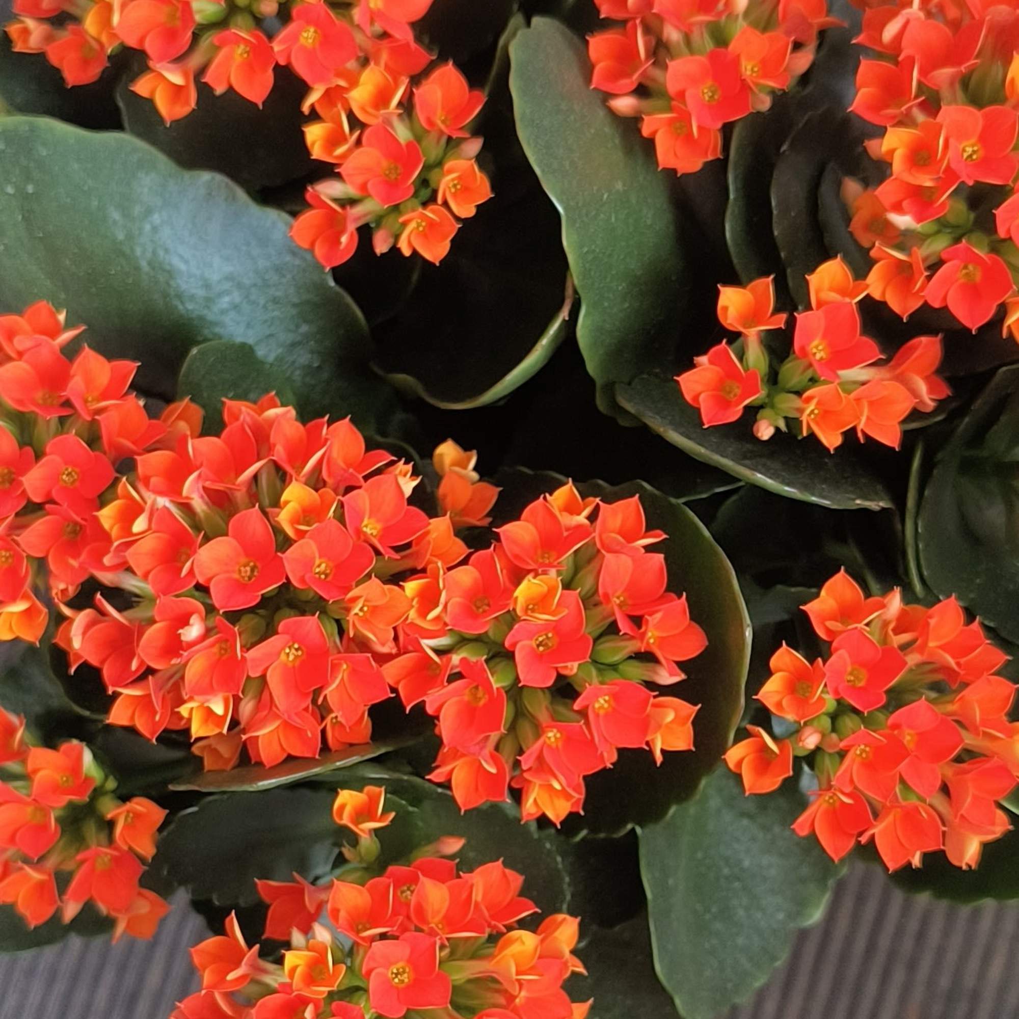 Clustered orange-red flowers on a dark green potted plant
