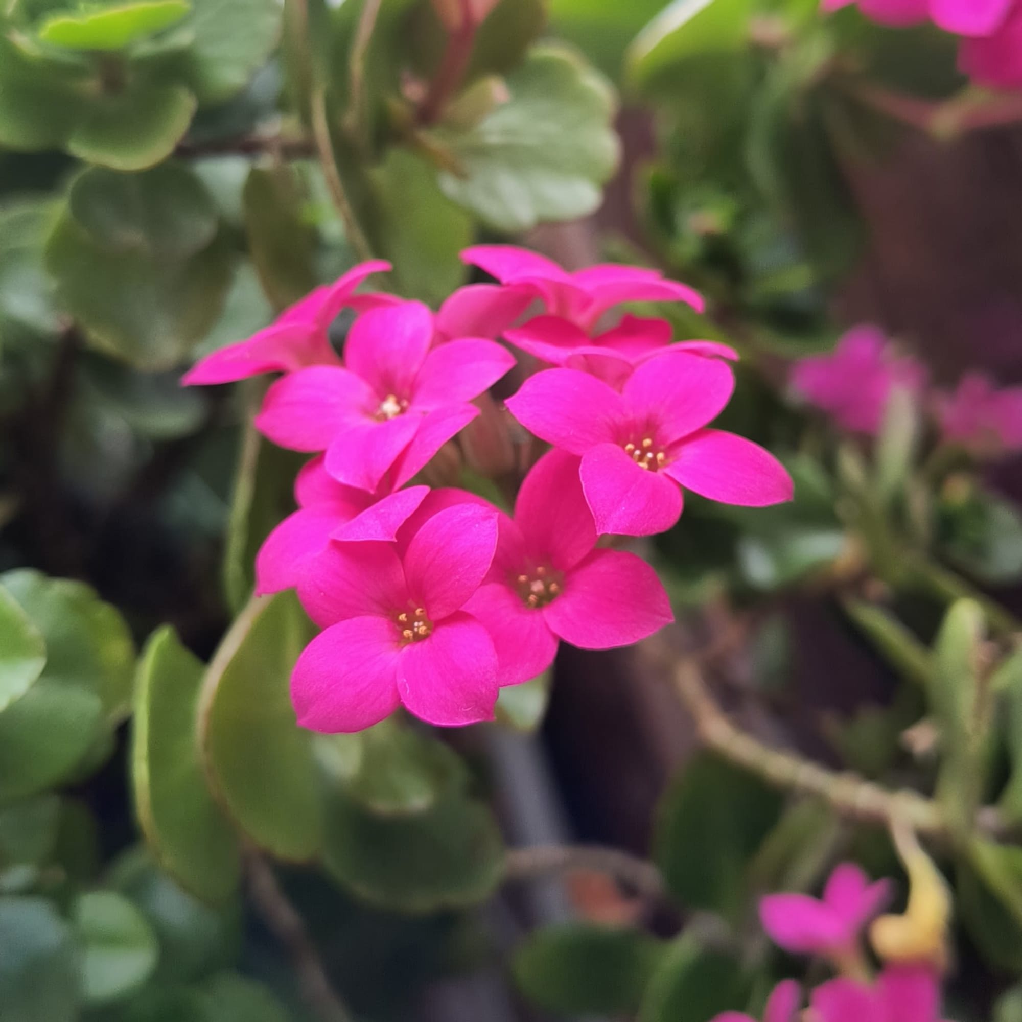 Cluster of bright pink flowers on a potted succulent plant