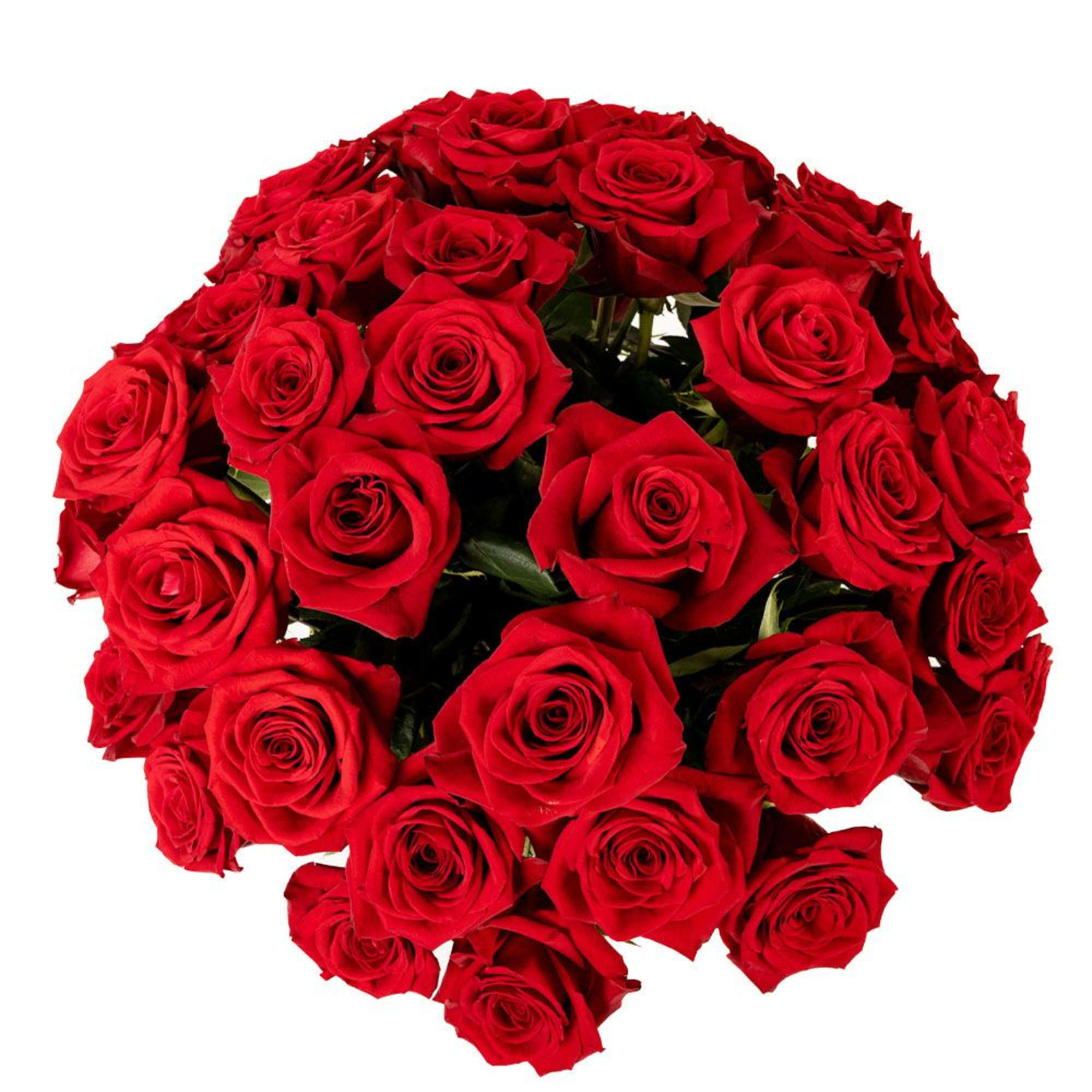 Tightly clustered bouquet of long-stemmed red roses against a white background
