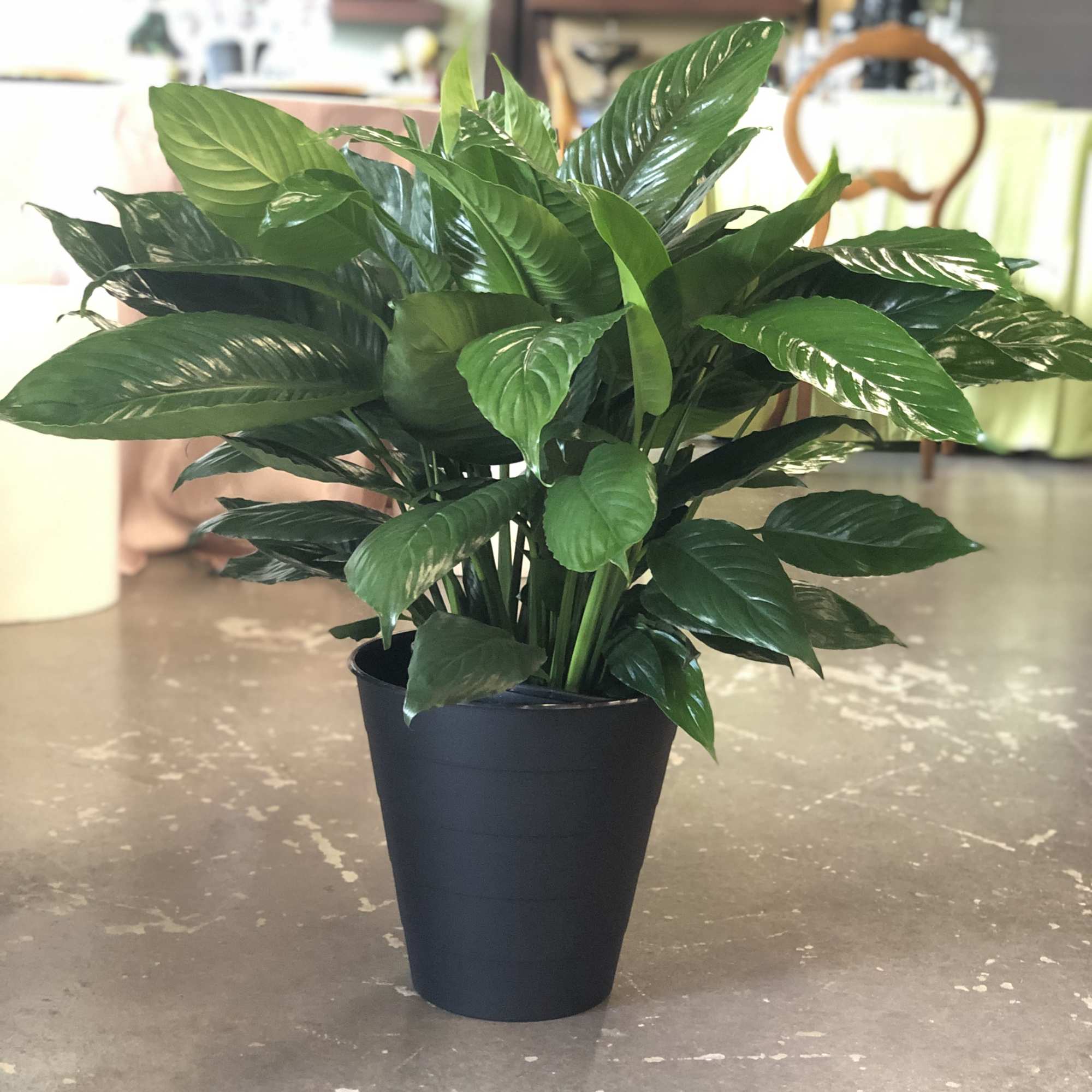 A lush peace lily plant that brings calm and fresh greenery to