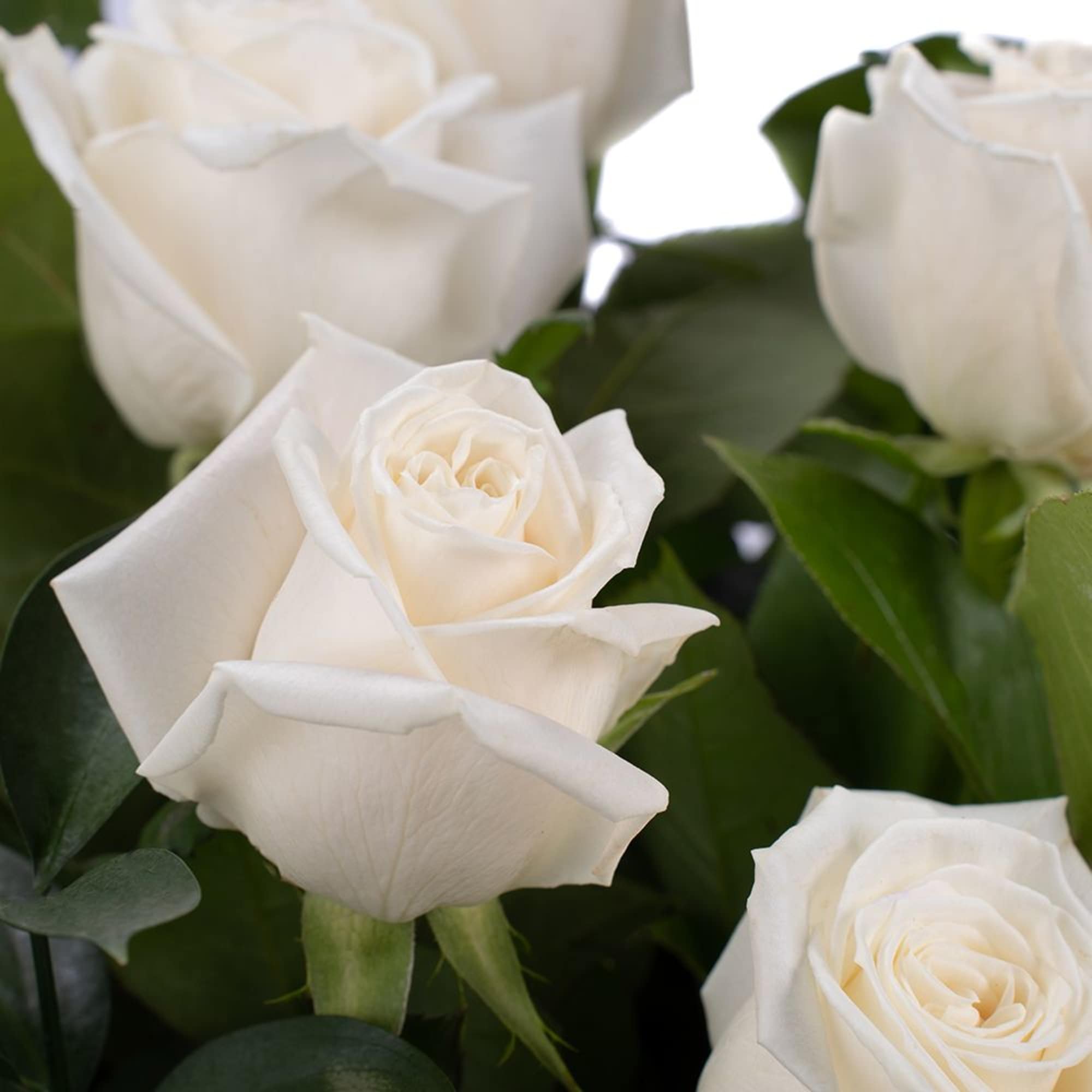 Close-up of several white roses in bloom