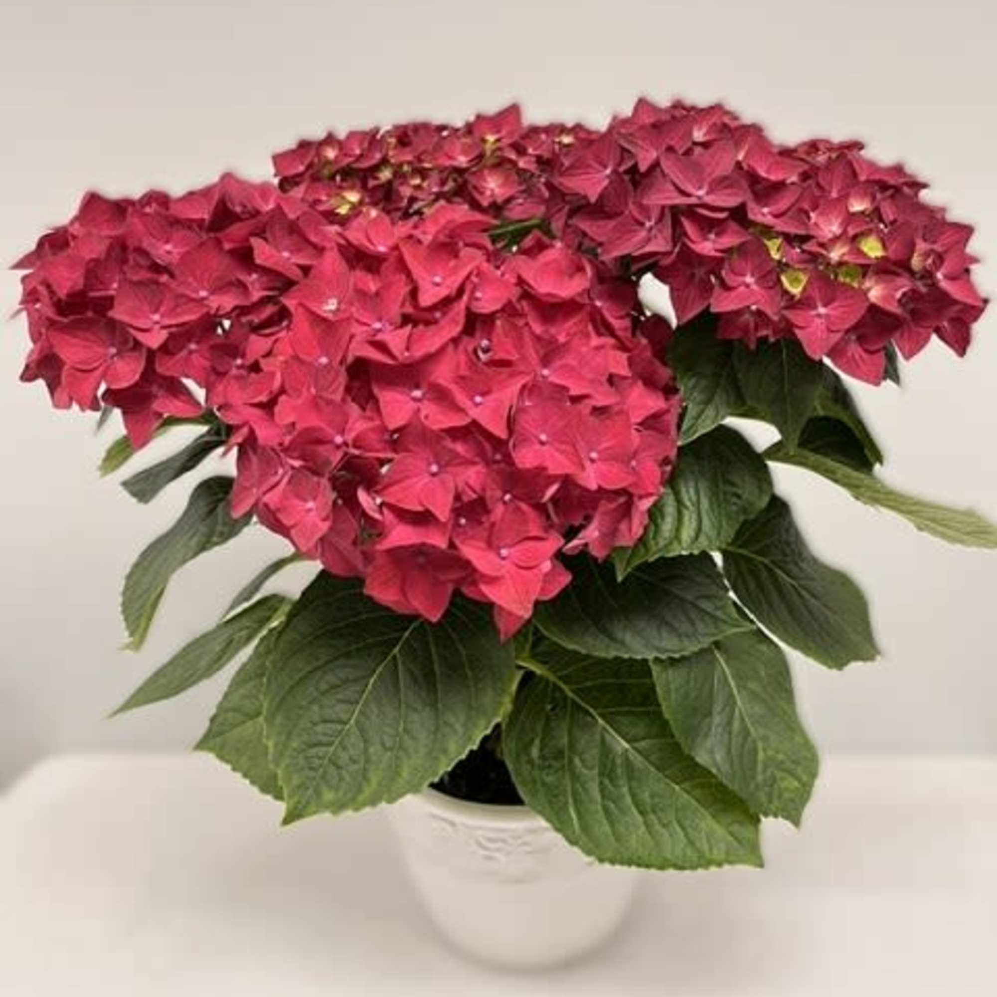 Have you ever seen a happier plant? The red hydrangea's beautiful blooms