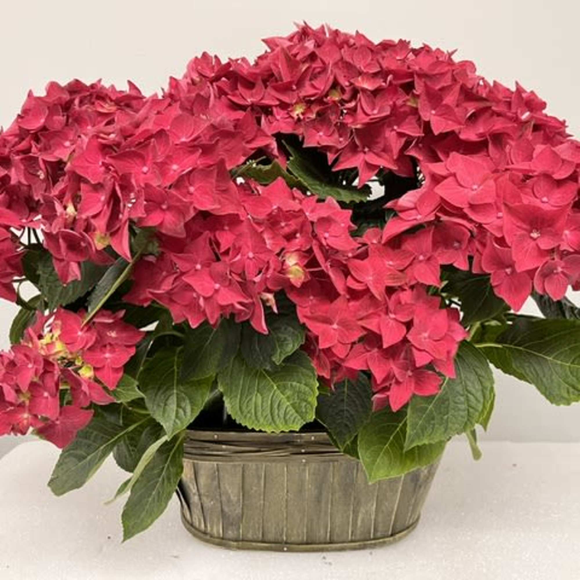 Have you ever seen a happier plant? The red hydrangea's beautiful blooms