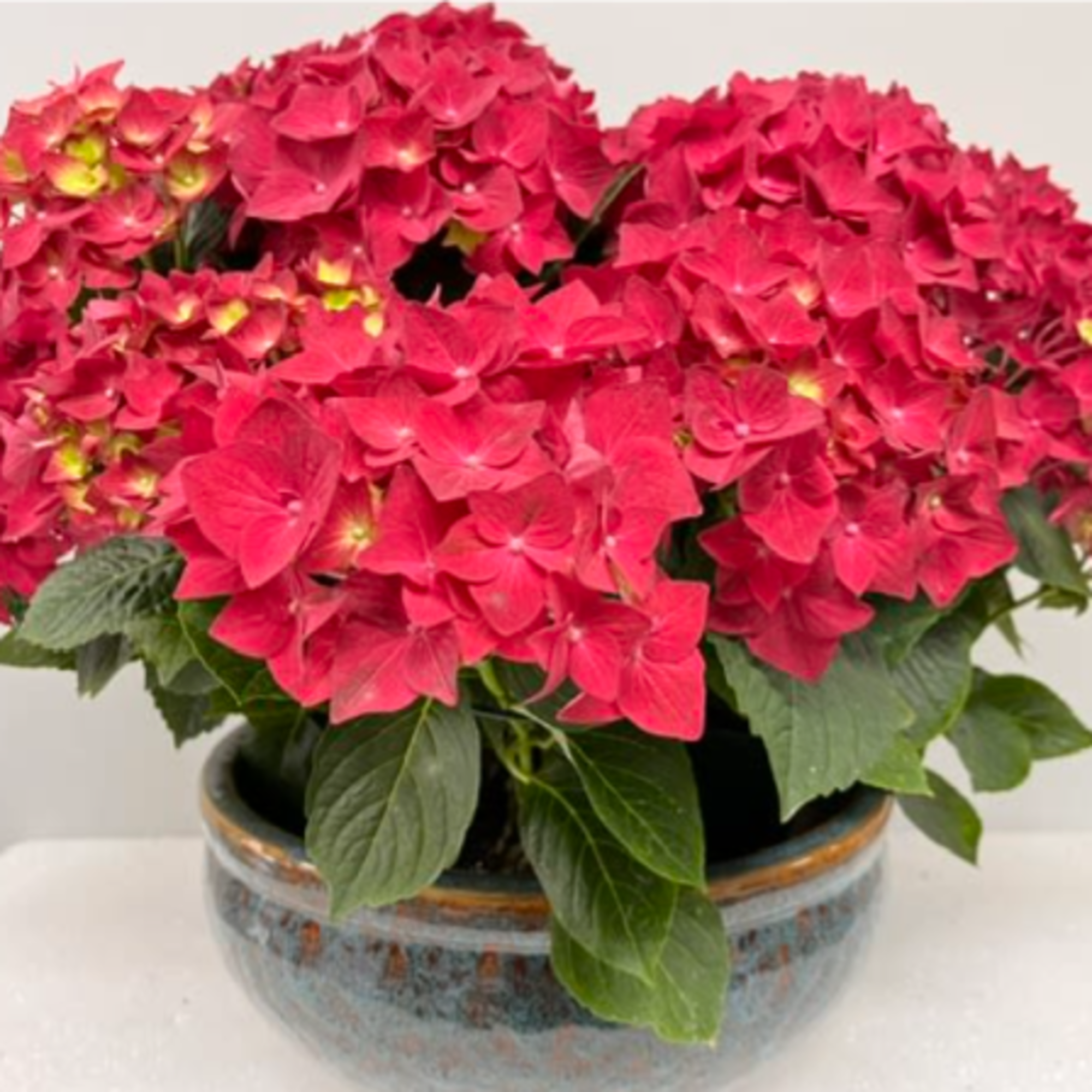 Have you ever seen a happier plant? The red hydrangea's beautiful blooms