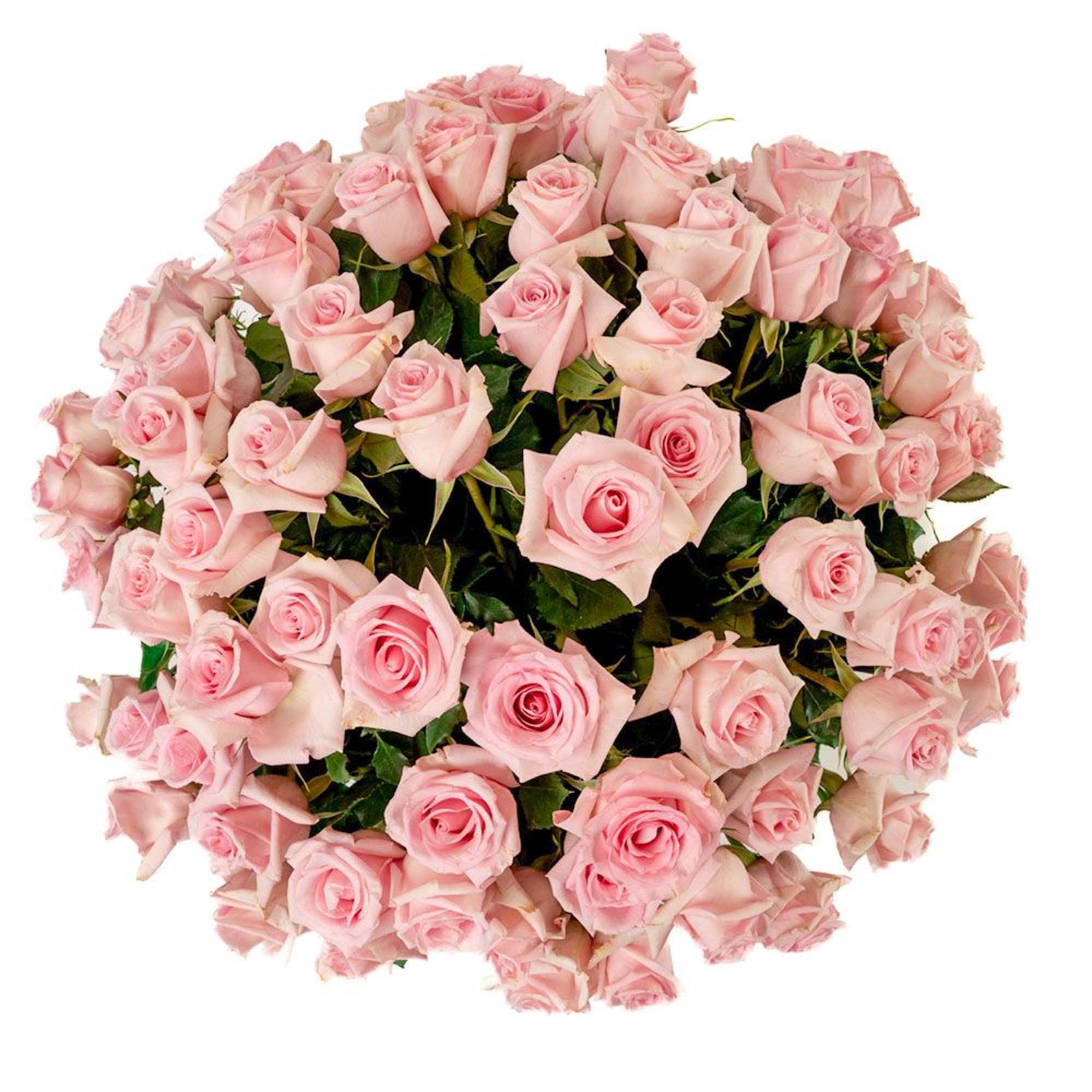 Large round bouquet of many light pink roses viewed from above