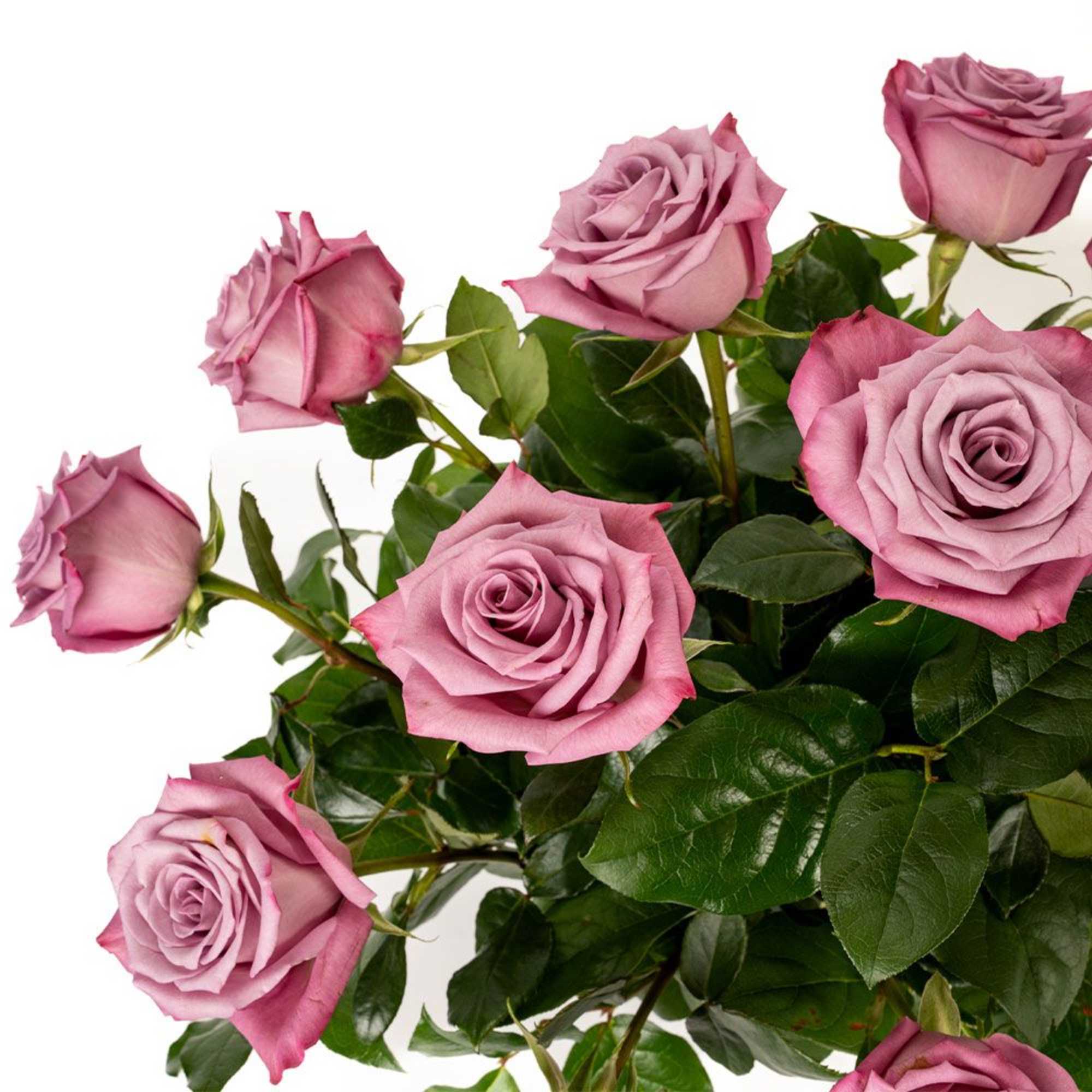 Stems of lavender-pink roses against a white background