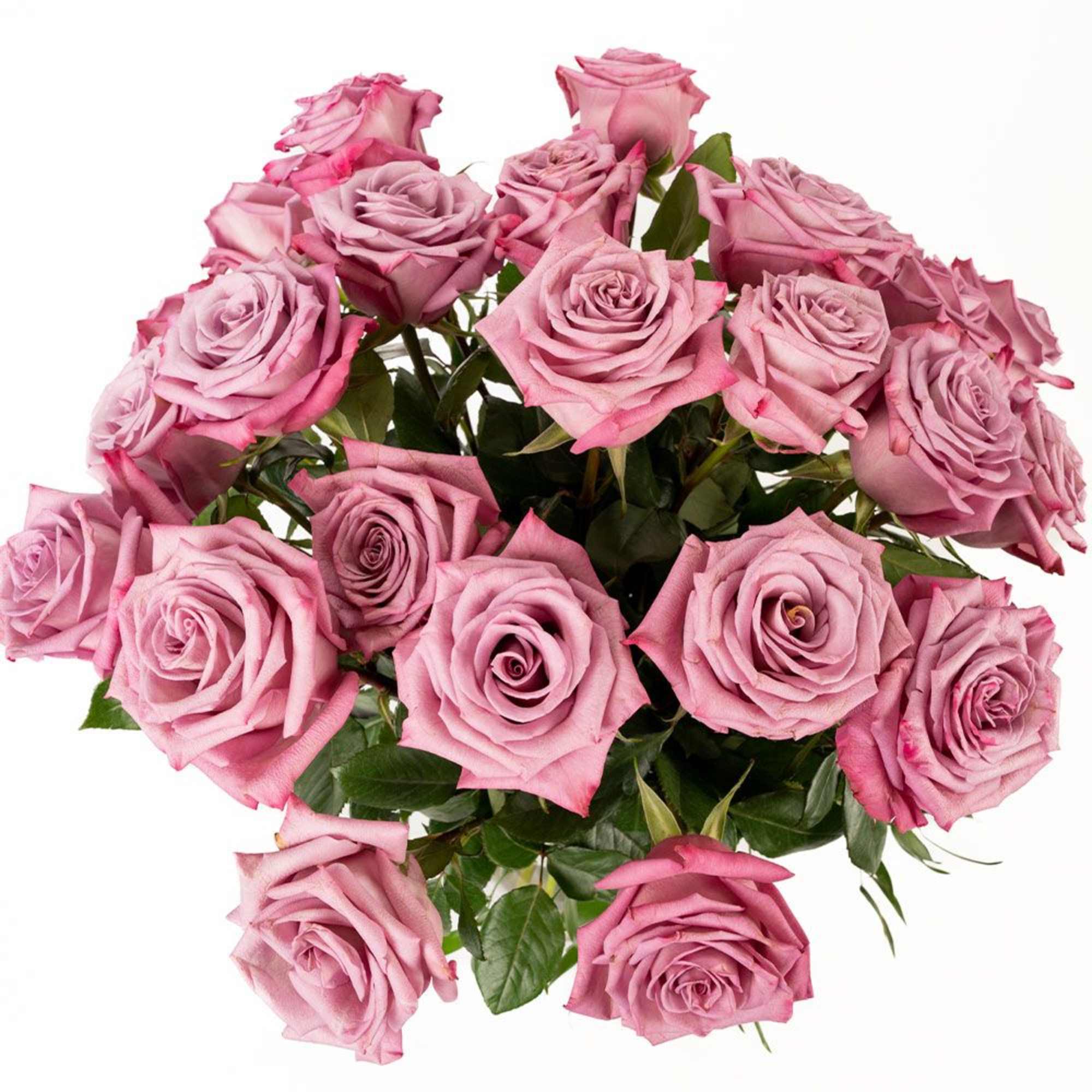 Loose bouquet of dusty pink roses with clustered blooms against a white background