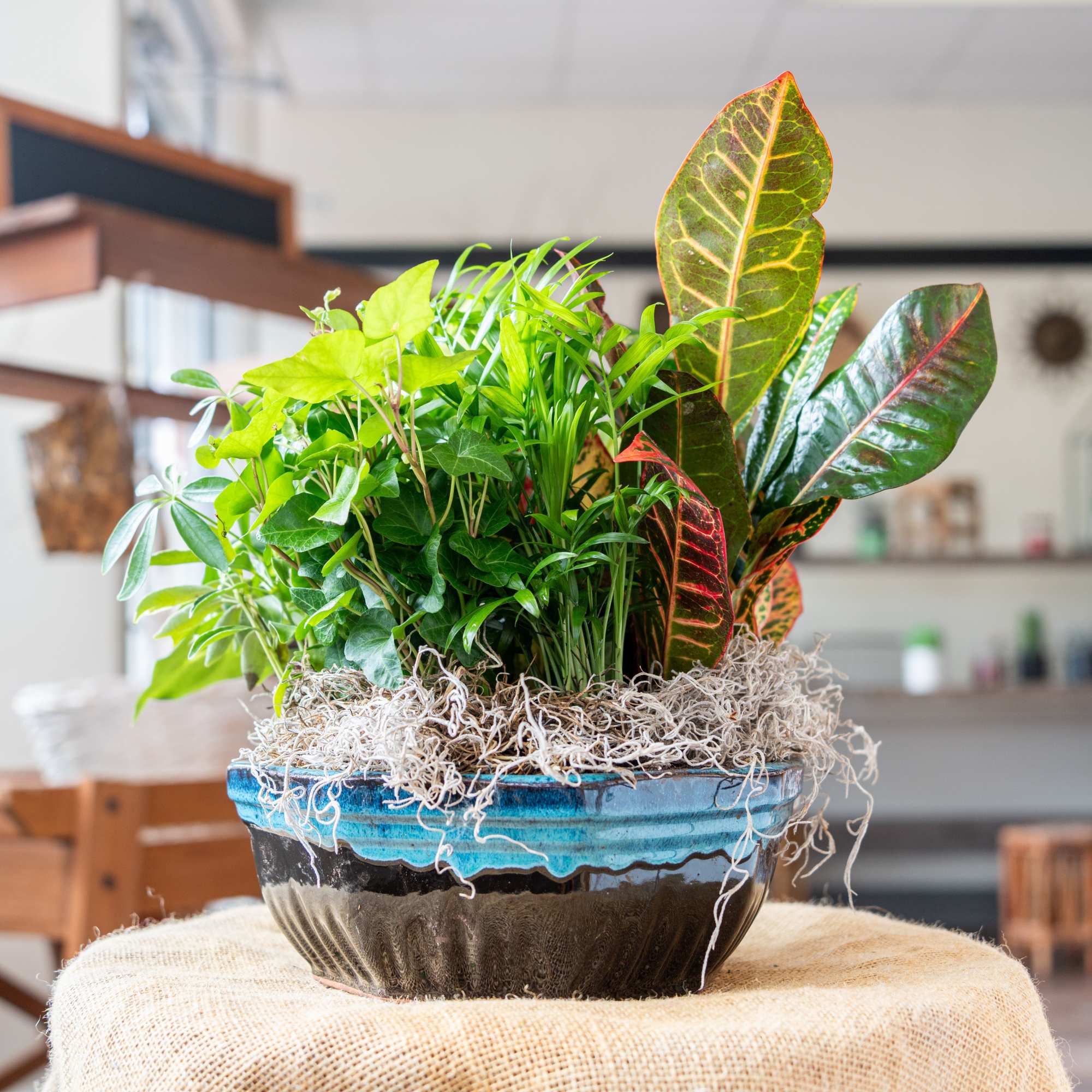 Mixed potted houseplants in a blue ceramic planter