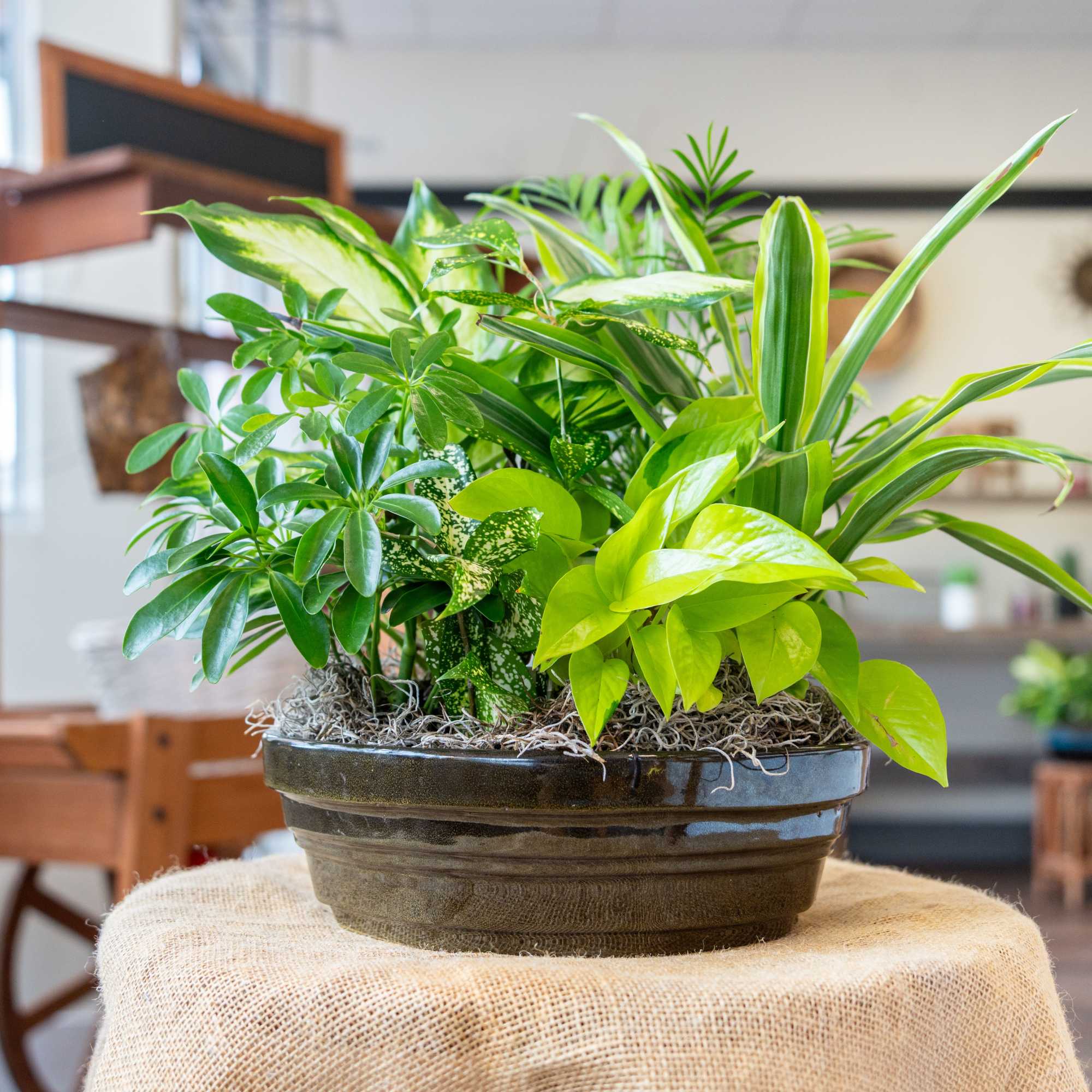 Mixed green houseplants in a dark ceramic bowl planter