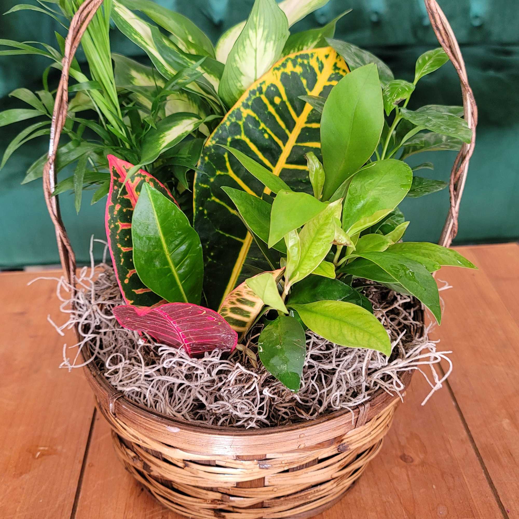 8 Inch Dish Garden in Derry, NH | Backmann Florist