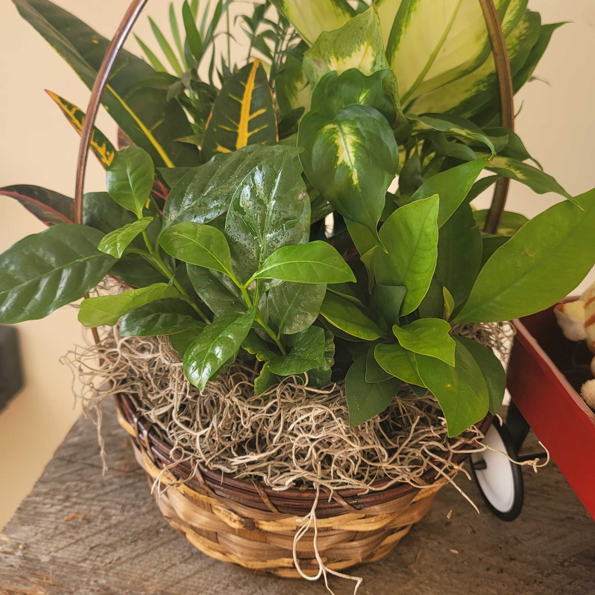 Basket of assorted green houseplants with a woven handle