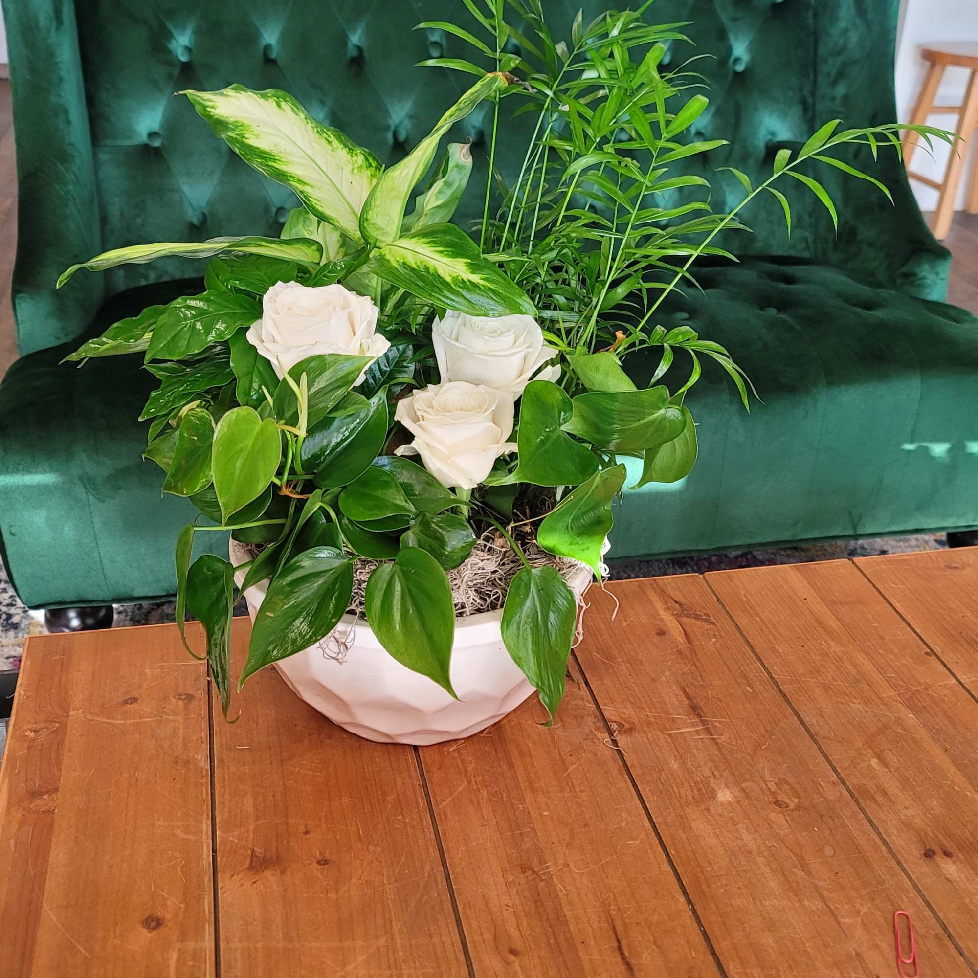 White roses in a white bowl planter with assorted green houseplants
