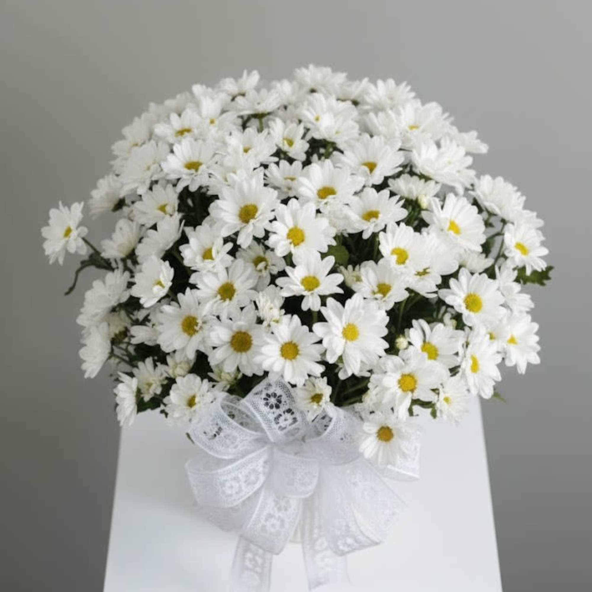  Pet Friendly?
No Chrysanthemums (Daisies) contain pyrethrins, which are toxic to both