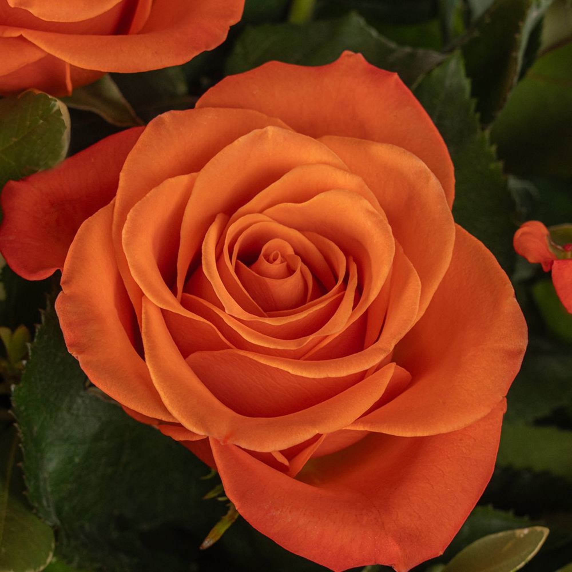 Close-up of a fully opened orange rose bloom.