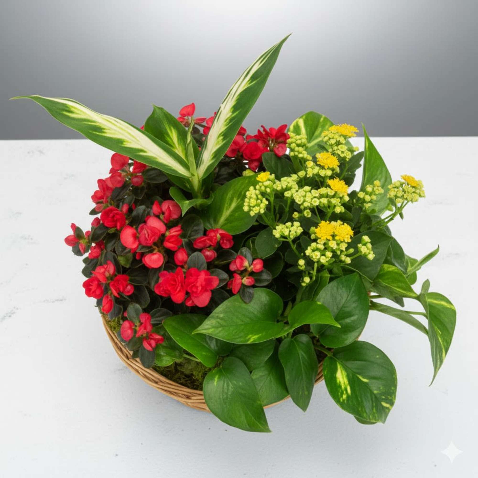  Pet Friendly?
NO .
Specific plant varieties are not listed, and some common
